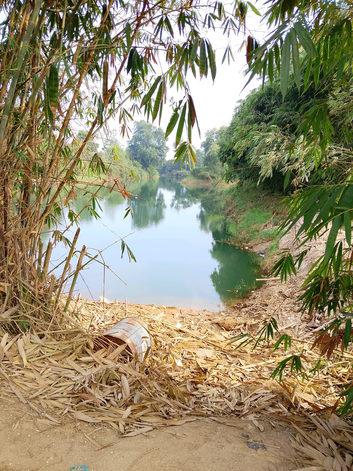 The image depicts a natural scene along the edge of a body of water, likely a river or lake, in Pasar Sukadana, Indonesia. Dominating the foreground and left side are dense stands of bamboo, with dry, fallen bamboo leaves scattered across the sandy bank. A rusty metal barrel, partially filled with debris, lies on the ground amidst the leaves. The water itself is calm and reflects the surrounding trees and sky. The far bank of the water is lined with lush green foliage and trees. The overall impression is one of a somewhat overgrown and natural landscape, with signs of human presence in the form of the discarded barrel.