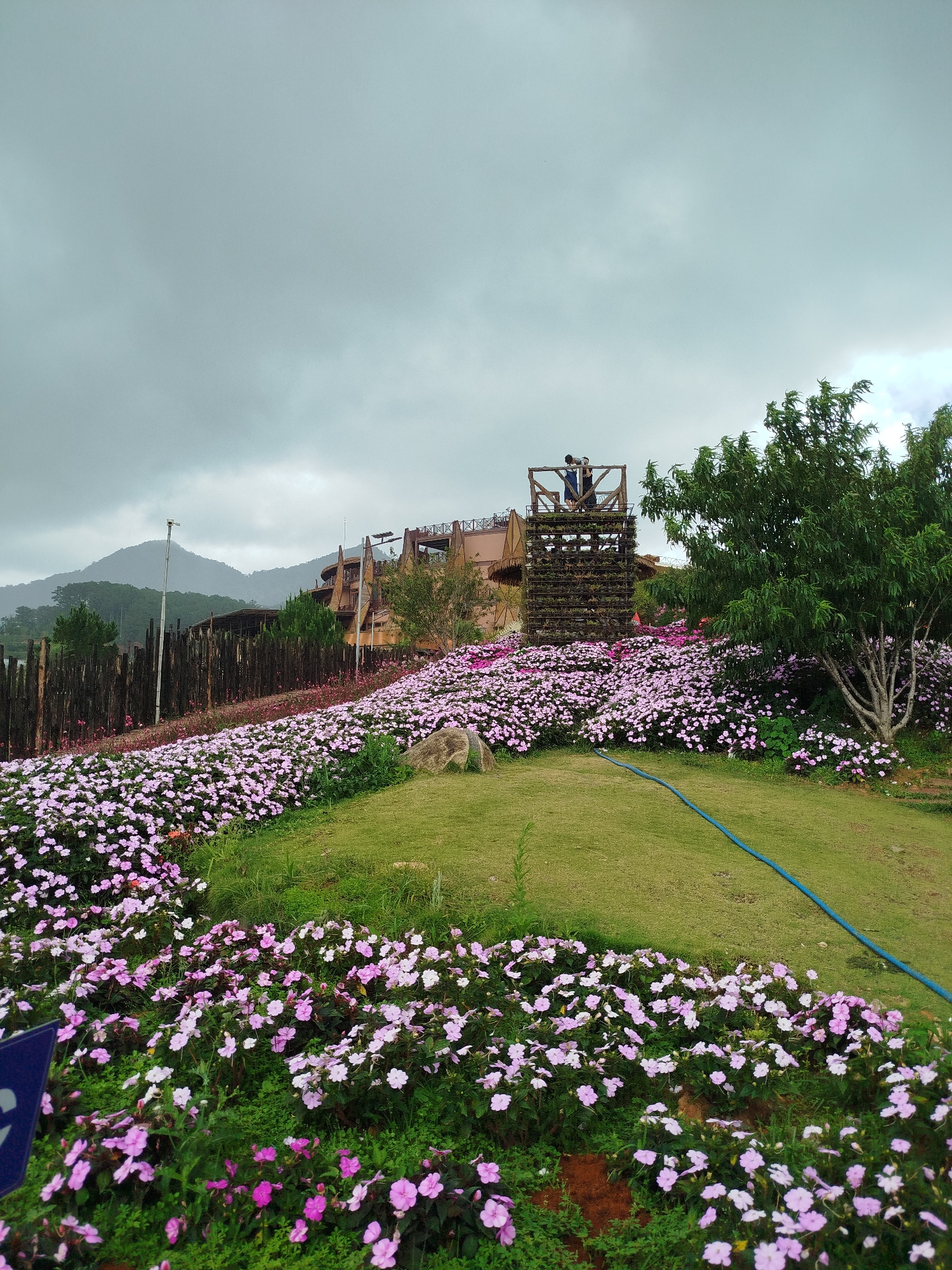 This is a photograph taken in the city of Lạc Dương, Vietnam. The image depicts a landscape filled with an abundance of blooming pink flowers that blanket a gentle slope. In the background, a multi-story, wooden structure with a distinctive architectural style rises above the flowers, partially obscured by lush green trees. Two individuals are visible standing on a wooden platform atop this structure, looking out over the scene. The sky is overcast, with a cloudy, grey expanse dominating the upper portion of the frame. A tree with a light-colored trunk and dense green foliage stands to the right of the wooden structure, and a blue hose is visible on the grassy area in the foreground. A wooden fence runs along the left side of the image, with a lamppost visible beyond it. Mountains form the backdrop behind the structure and trees. The overall scene suggests a park or garden setting, possibly a tourist attraction, given the presence of the distinct building and the individuals on the platform.