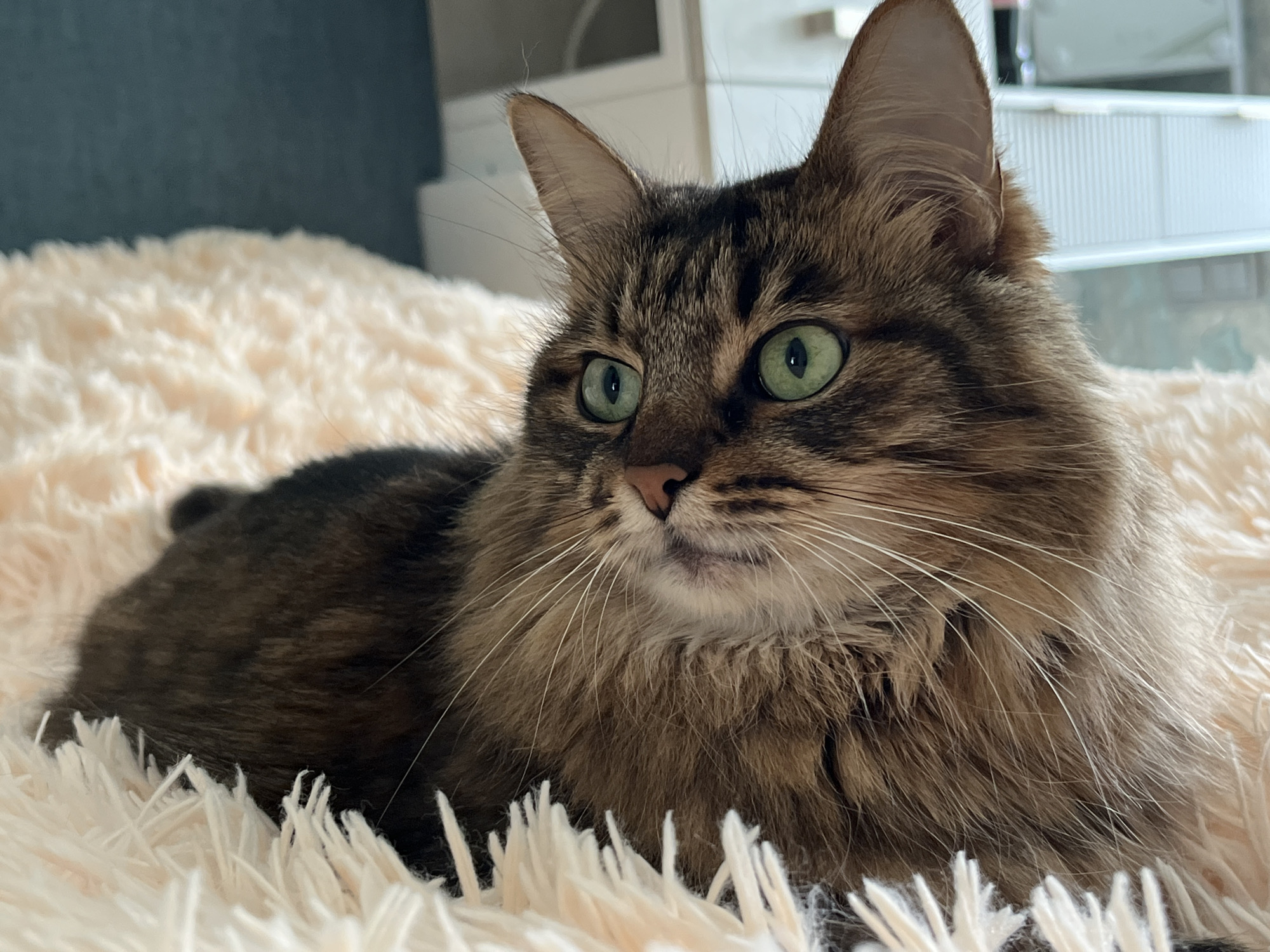 A close-up, eye-level shot captures a long-haired tabby cat with striking green eyes lying on a plush, peach-colored blanket. The cat is positioned on the right side of the frame, facing left, with its body partially obscured by the fluffy surface. Its fur is a mix of brown, black, and tan stripes, with long, white whiskers fanning out from its muzzle. The background is softly blurred, showing a teal-colored wall and hints of white furniture. The lighting is natural and soft, highlighting the texture of the cat's fur and the blanket. The scene is peaceful and domestic, suggesting a comfortable indoor setting. There is no information in the image to suggest any specific location within the city of Babruysk, Belarus.