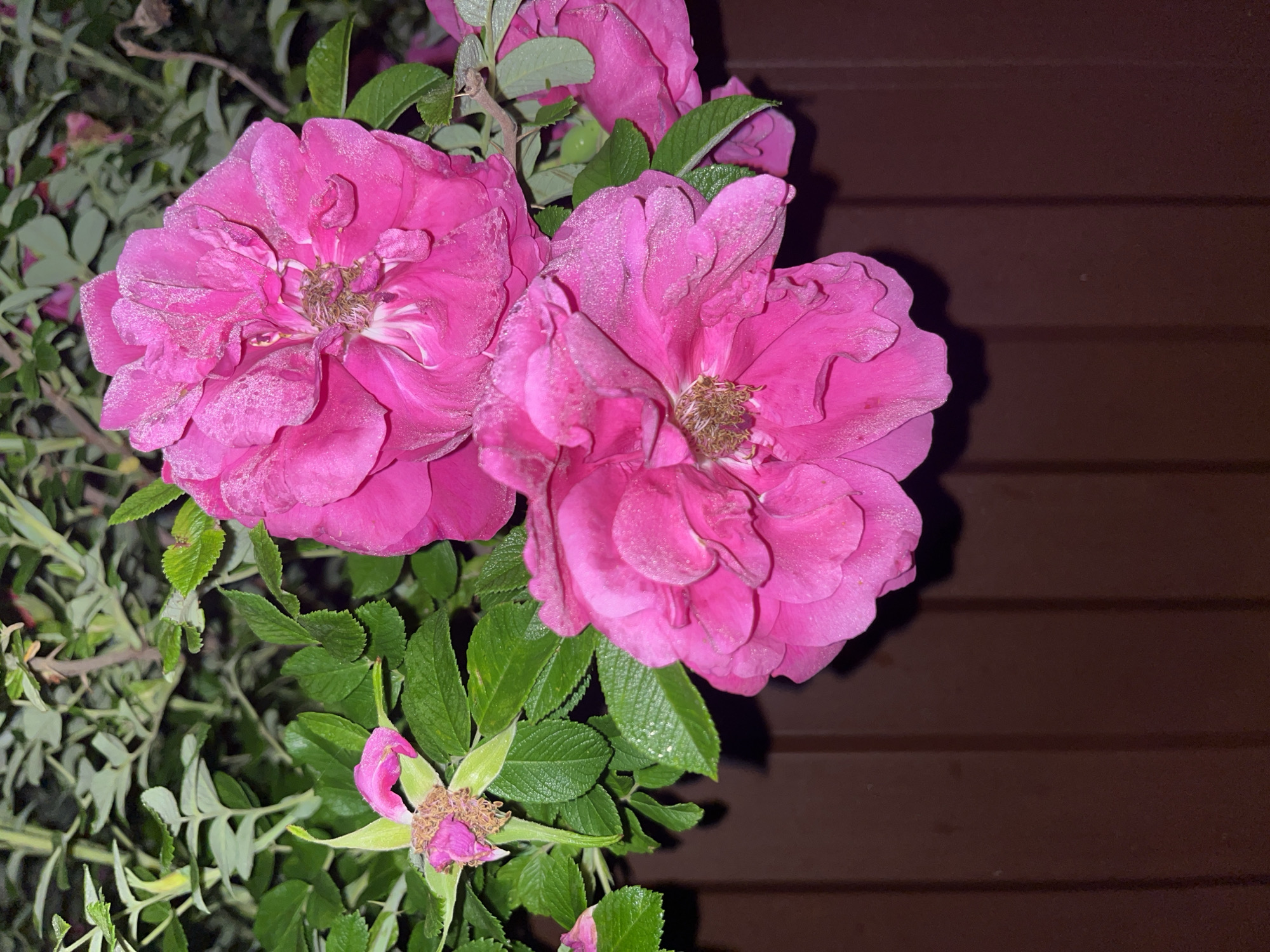 The image shows a close-up of bright pink rose blossoms and green foliage against a dark brown wooden fence. The roses appear to be covered in tiny dew drops or frost. One of the roses on the left is past its prime, with wilting petals and exposed stamens. The background consists of green leaves and stems of the rose bush, and the fence has vertical planks. There are no people or animals visible in the image. The lighting suggests it might be early morning or late evening, or possibly taken indoors with artificial light. The image does not provide any specific clues about its location in Nizhny Tagil, Russia, beyond the fact that it is a photograph of roses.