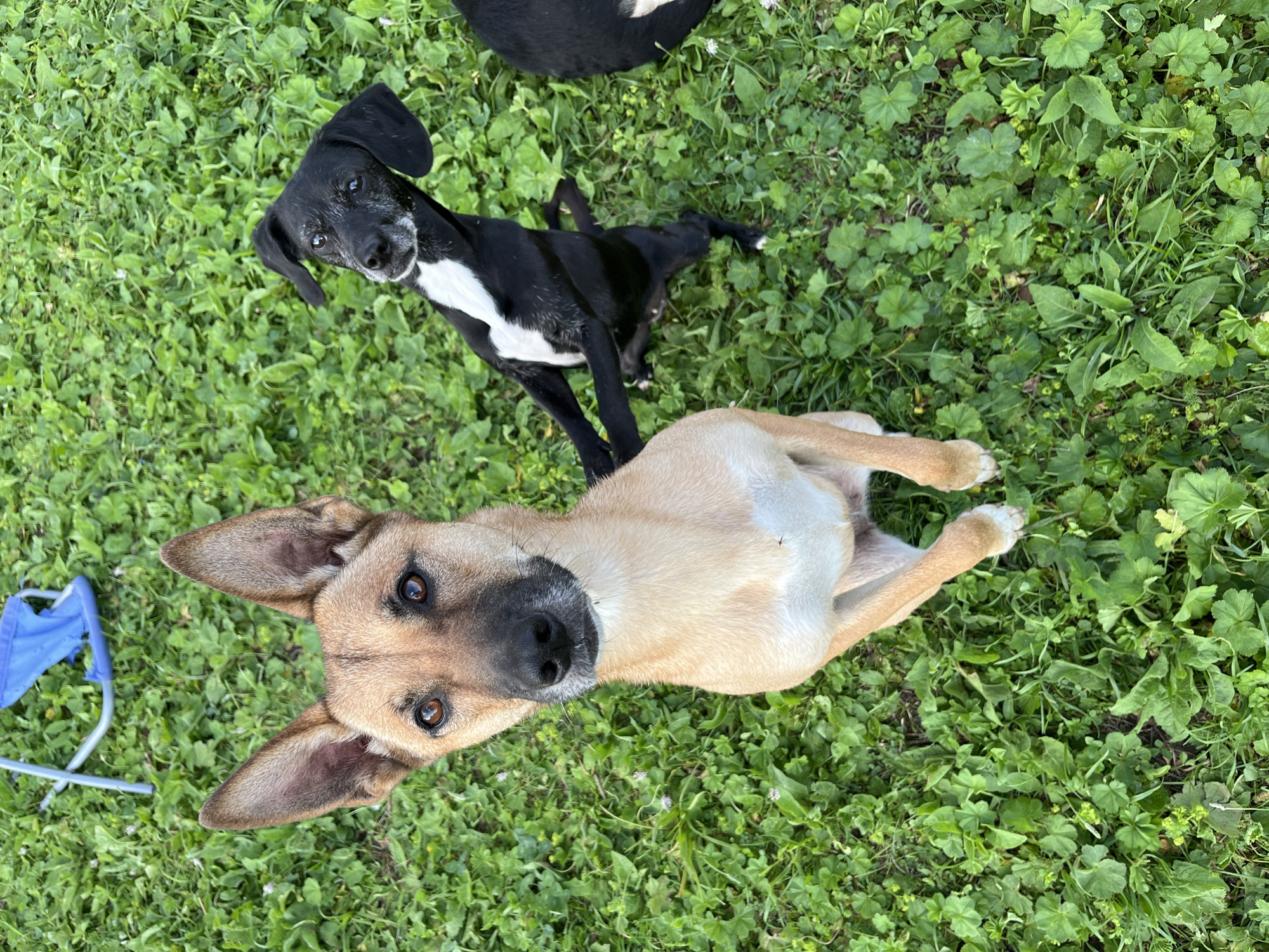 A medium-sized, tan dog with pointy ears and a white chest sits on a green lawn. Behind and to the right of the tan dog is a smaller black dog with white markings on its chest and face, looking up at the camera. To the right of the black dog, the back of a third black dog is visible. In the background, a partially folded blue lawn chair is visible. The scene is outdoors in a grassy area. The location is not specified.