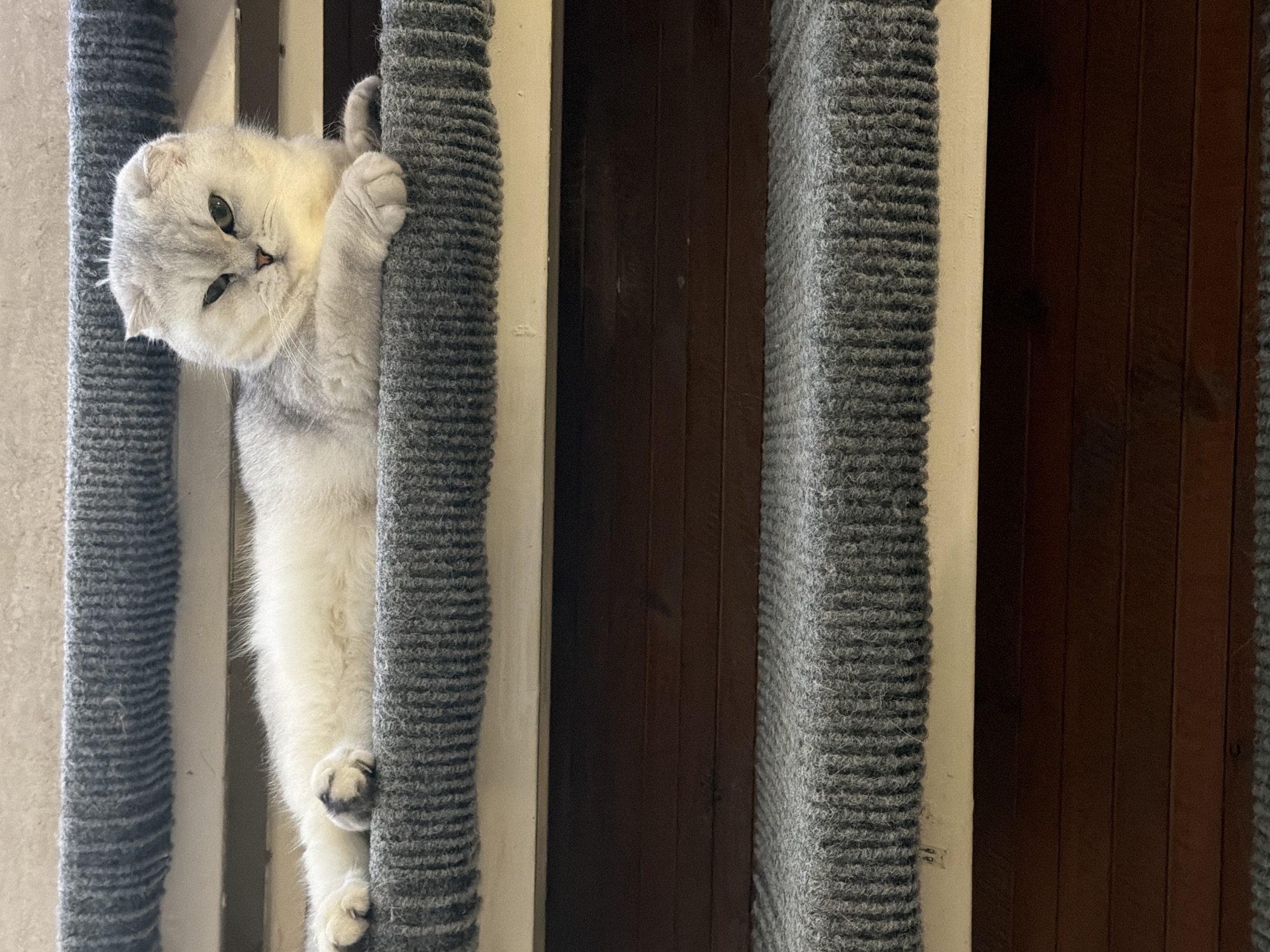 A light-colored Scottish Fold cat with folded ears and green eyes lies on a grey carpeted stair tread. The cat is positioned horizontally, facing the camera, with its front paws crossed. The cat's fur is a mix of white and grey. The stairs are carpeted with a grey, ribbed material. Below the visible stairs are dark wooden planks. There is no indication of the location being Rome, Italy; the scene appears to be an indoor staircase.