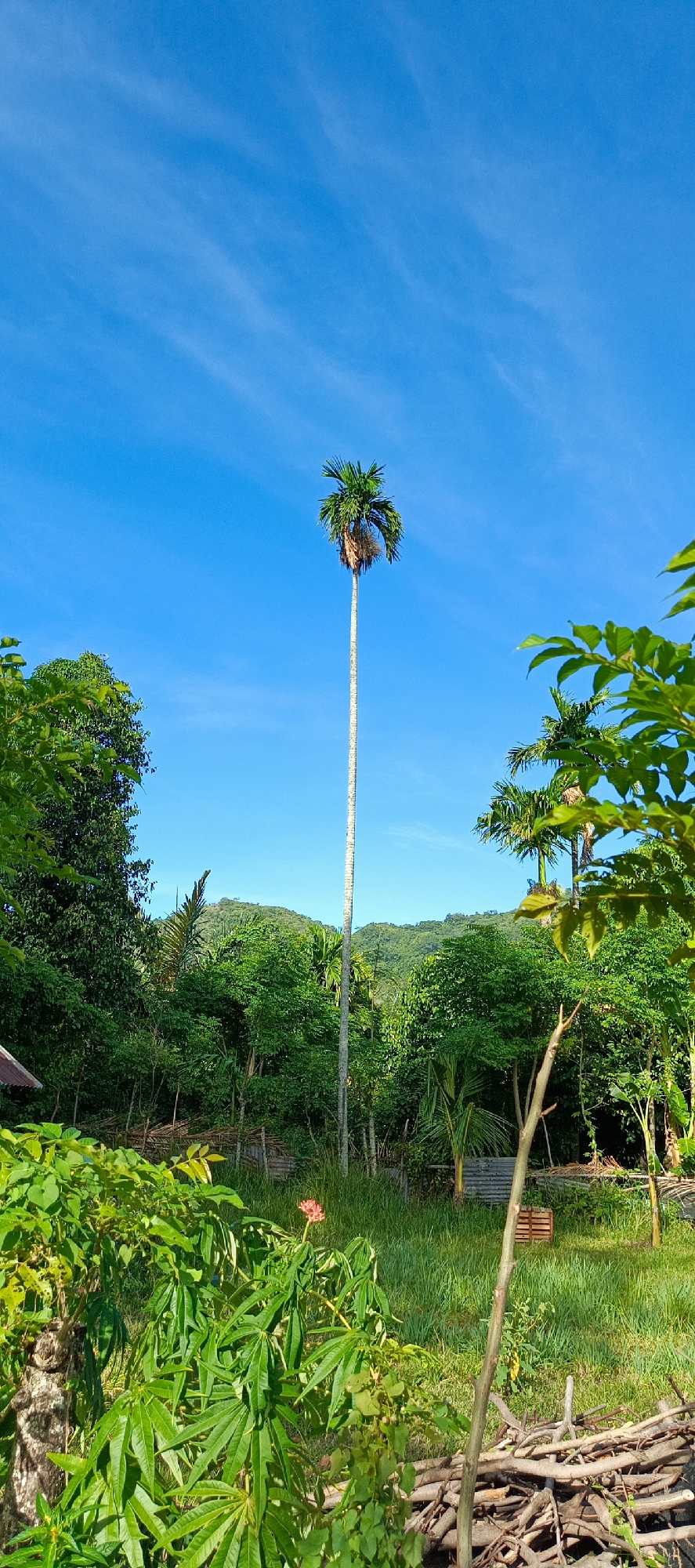 This is a vertical, eye-level, medium shot of a tall palm tree dominating the center of the frame against a bright blue sky. The tree is slender with a green leafy crown. Surrounding the palm are lush green trees and foliage. In the foreground, to the left, is a large plant with vibrant green leaves and a single red flower. To the right, in the foreground, is a pile of dry, cut branches. In the mid-ground, there are more trees and some small structures made of corrugated metal and wood. Beyond that, rolling green hills form the background. The scene appears to be in a rural area, possibly Pashiebeutong, Indonesia, given the tropical vegetation. There are no people visible in the image. The lighting suggests it is daytime, with sunlight illuminating the scene.