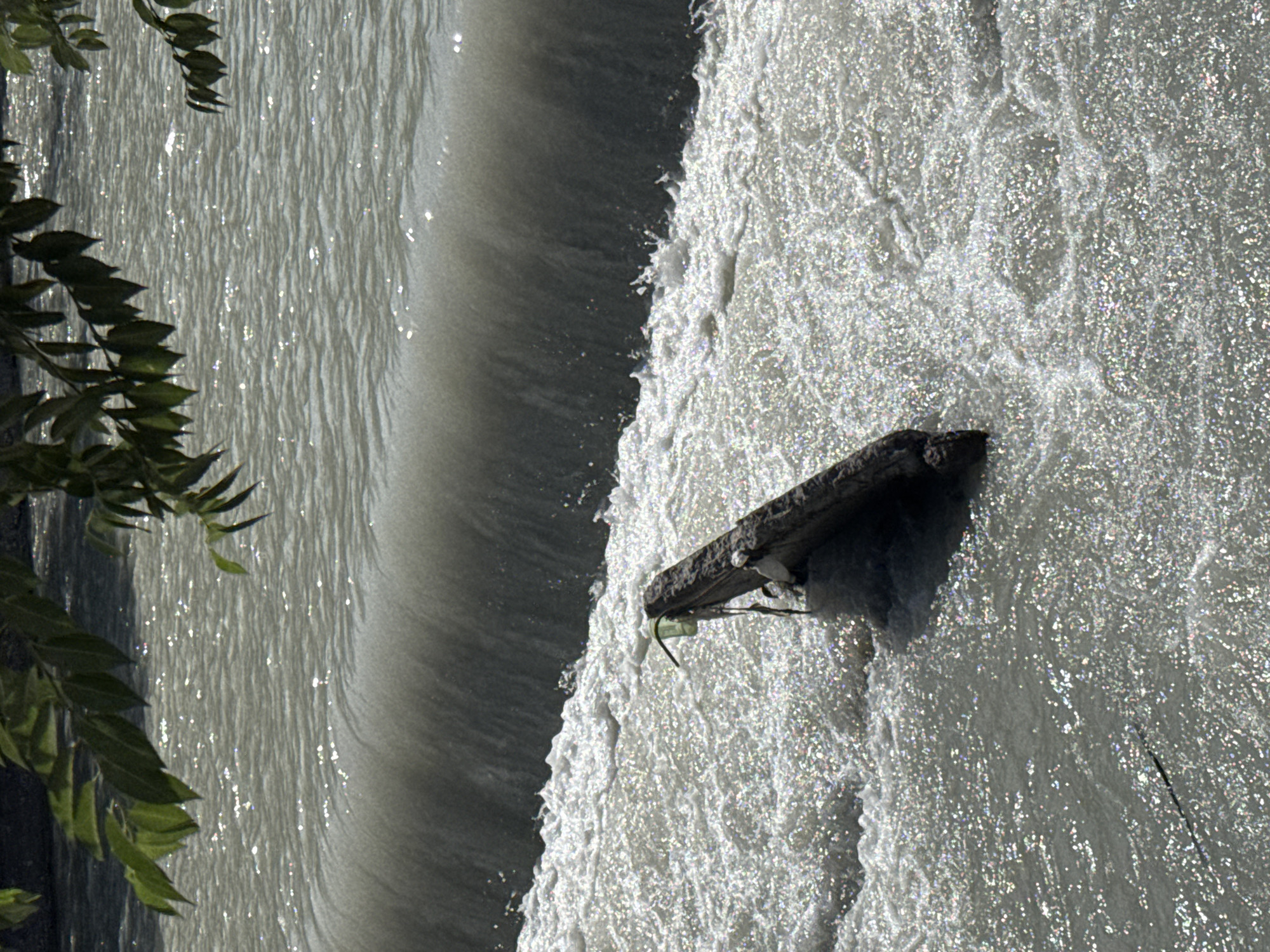 The image captures a close-up view of a waterfall or dam on a river in Bishkek City, Kyrgyzstan. Overhanging branches with green leaves frame the top of the scene. The water is turbulent and frothy, with sunlight glinting off its surface, creating a sparkling effect. In the foreground, a dark, elongated object, possibly a piece of driftwood or debris, is partially submerged in the churning water. A green bottle is tied to this object with a thin rope or string. The overall impression is one of a natural scene within an urban environment.