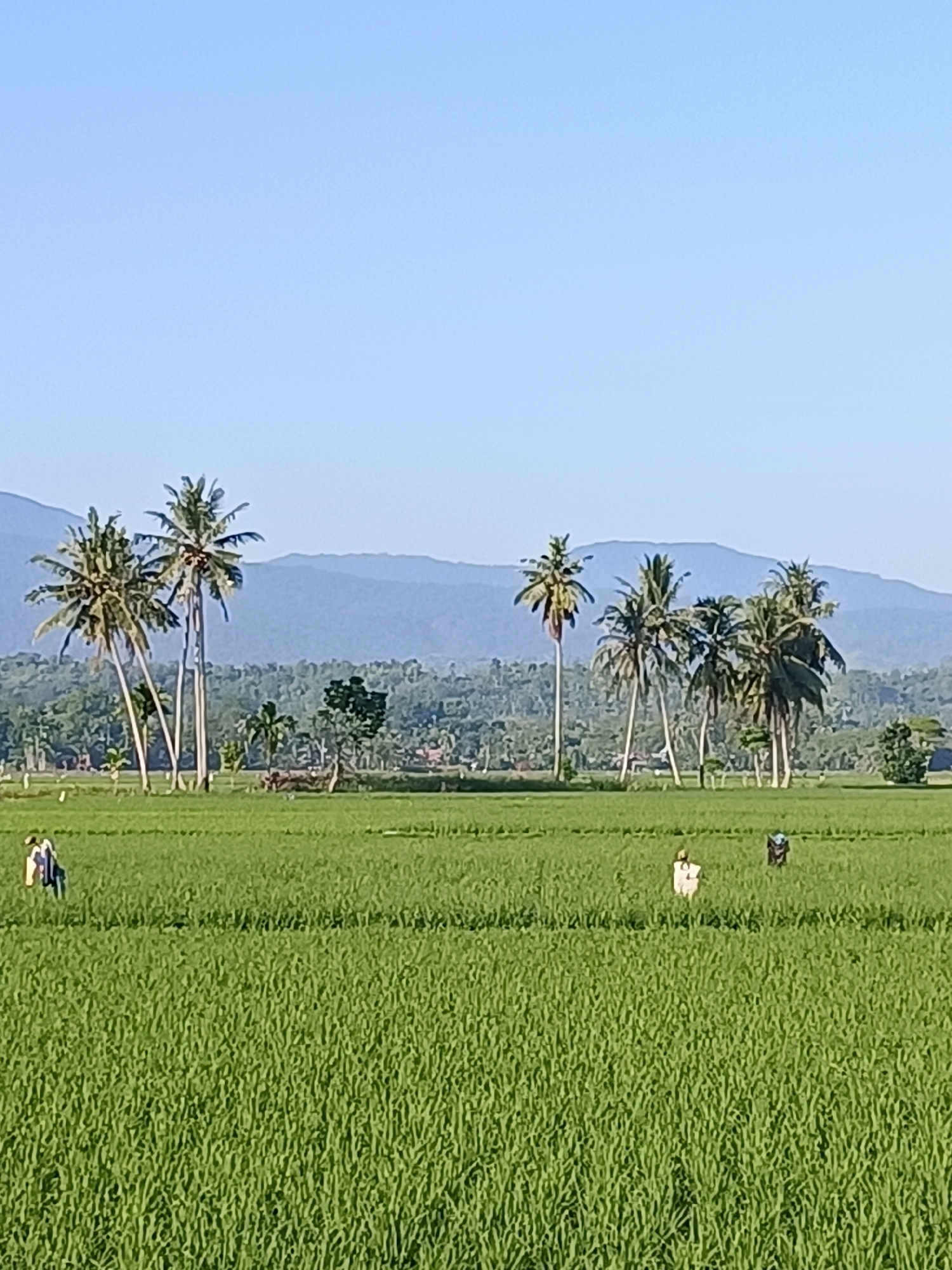 The image depicts a bright, sunny day in a rural area, likely Kampung Jumpa, Indonesia, characterized by lush green rice paddies stretching towards rolling hills in the background. Several tall coconut trees stand prominently in the middle ground, their fronds swaying gently against a clear blue sky. In the distance, mountains are faintly visible, their contours softened by the haze.
Scattered across the rice fields are two scarecrows, one to the left and another to the right, seemingly placed to deter birds. A lone figure is visible in the far left of the frame, appearing to be walking through the field. The overall atmosphere is serene and evokes a sense of peaceful rural life.