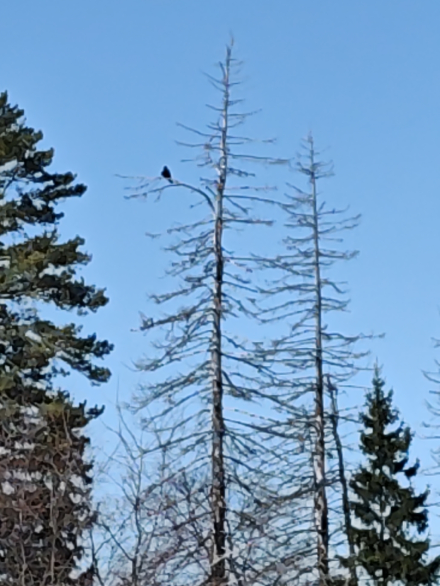 A medium shot reveals a winter scene under a clear blue sky. The foreground is dominated by bare deciduous trees. A single bird sits on a branch of the central, leafless tree. To the left, a conifer tree with snow-laden branches is visible. The background consists of additional bare trees interspersed with a few evergreen trees. The location is Chaikovsky, Russia, as implied by the user. There are no people evident in the image.