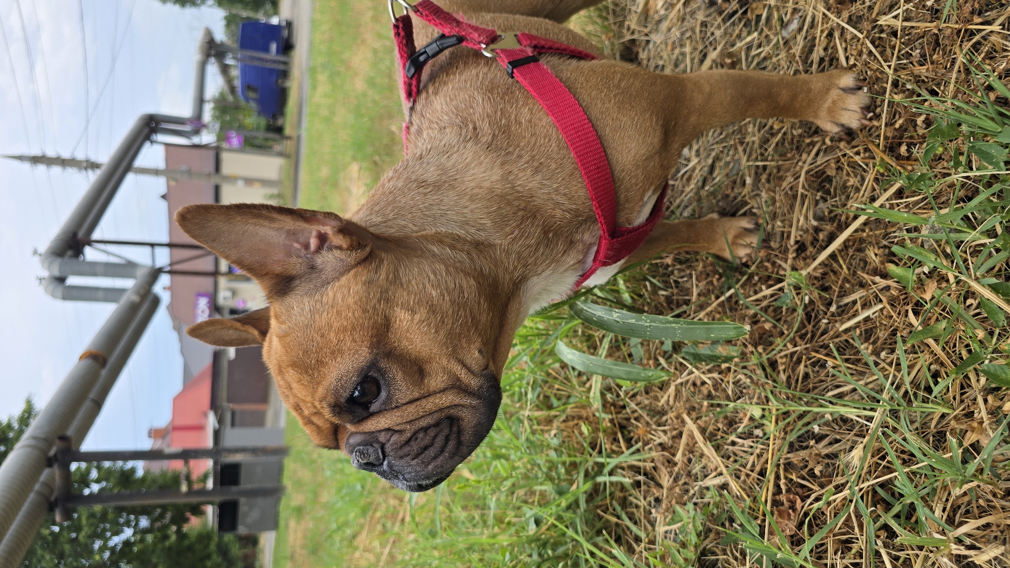 A medium shot captures a fawn-colored French Bulldog, wearing a red harness, standing on a grassy area with dry leaves and twigs on the ground. The dog's head is turned to the left, with its large ears pricked up and its facial wrinkles visible. In the background, industrial pipes run horizontally across the frame. Beyond the pipes, several buildings are visible, including one with a red roof and another with a purple sign. A blue van is parked in front of one of the buildings. The sky is overcast. The image appears to have been taken in an industrial or semi-industrial area within the city of Krasnodar, Russia.
