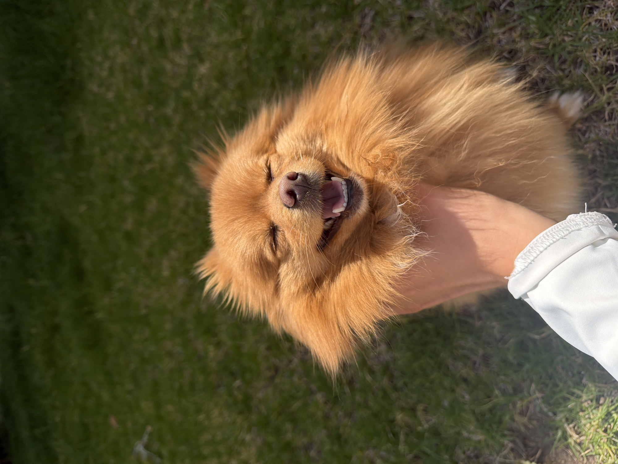 An overhead shot captures a joyful, fluffy, orange-brown dog being petted by a person's hand on a sunny day in San Bernardino Tlaxcalancingo, Mexico. The dog is positioned horizontally across the frame, lying on its back or side on vibrant green grass. Its eyes are closed in apparent bliss, and its mouth is wide open, revealing its teeth and pink tongue, suggesting a state of extreme happiness or laughter. The dog's long, thick fur is a warm, reddish-brown hue, and its black nose is prominent in the center of its face.
A fair-skinned hand, presumably belonging to the person, is visible on the right side of the frame, gently caressing the dog's neck or chest area. Part of a white, long-sleeved garment is also visible on the person's arm. Strong sunlight illuminates the scene, casting distinct shadows on the grass and highlighting the texture of the dog's fur. The background consists entirely of green grass, slightly blurred, indicating a shallow depth of field. The overall atmosphere conveyed is one of warmth, affection, and contentment. There is no visible text in the image.