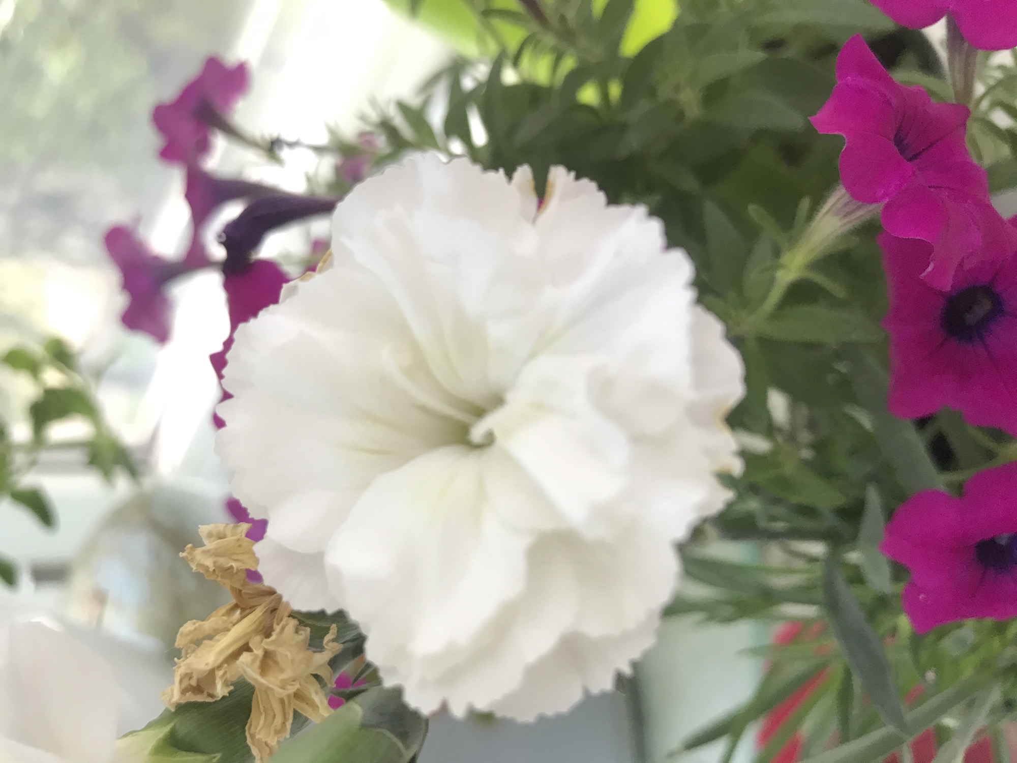 This media file is a close-up, horizontal, eye-level shot of a bouquet of flowers, with a shallow depth of field. The primary focus is a large, white, ruffled flower in the center, possibly a carnation or peony. To the right of the white flower, several vibrant pink petunias are visible, their trumpet-shaped blooms and dark centers adding contrast. Behind the flowers, lush green foliage forms a blurred backdrop. In the lower left portion of the image, a dried, yellowed flower or seed head adds a touch of texture and color variation.
The lighting appears soft, suggesting an indoor setting with natural light, perhaps near a window. The overall mood is delicate and natural, highlighting the beauty and textures of the flowers. There is no visible text, and no people or specific events are depicted. The image captures a still moment, focusing on the intricate details of the floral arrangement. The location context of Kharkiv, Ukraine, does not provide specific visual cues within the image itself.