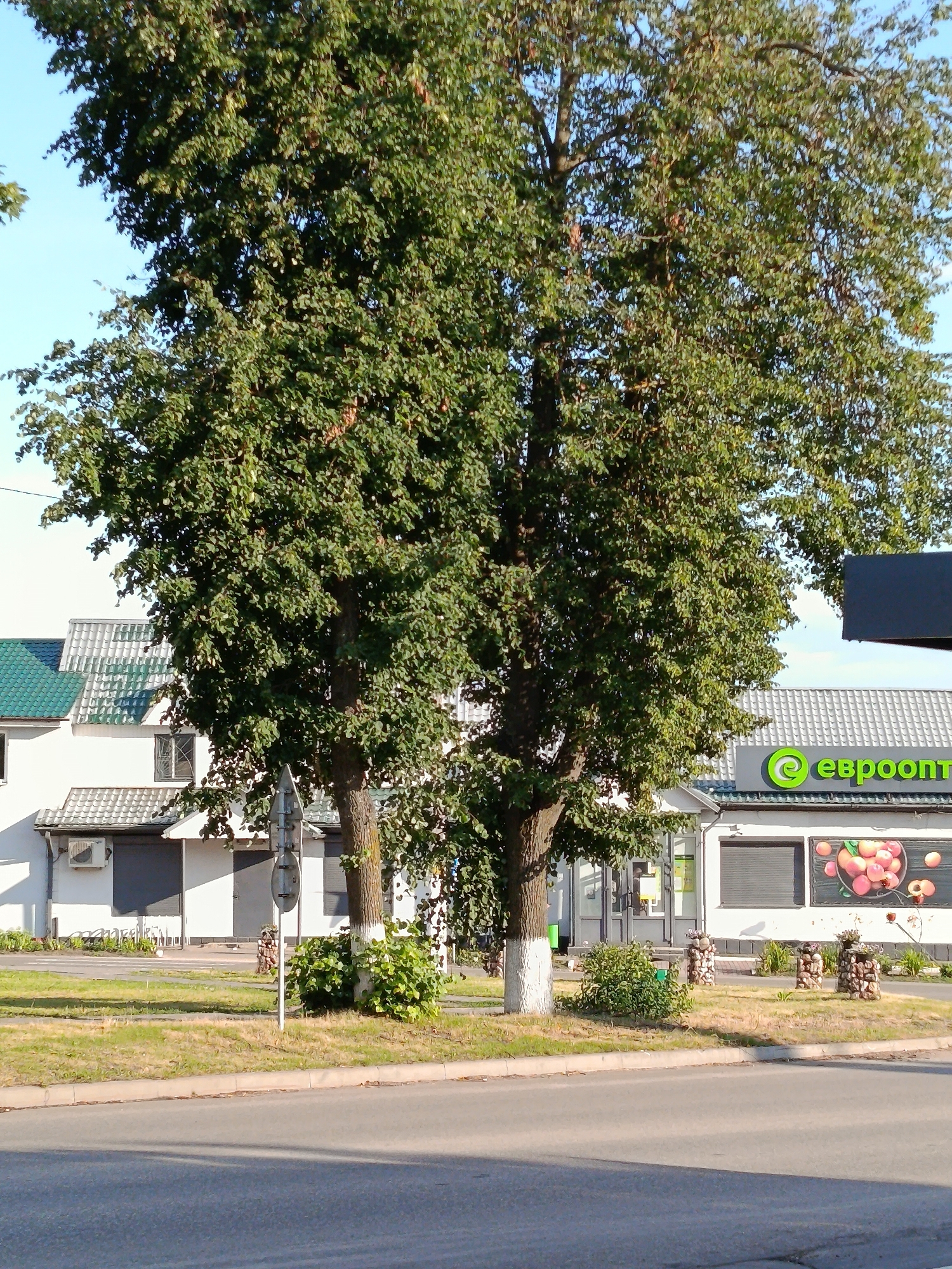 The image shows a street scene in the city of Smalyavichy, Belarus. The foreground features a paved road with a curb and a grassy median. In the background, there is a building with a white facade and a green tiled roof, with a sign for "евроопт" (Euroopt) visible. Two large trees with dense green foliage are prominent in the center of the image, with their trunks painted white at the base. There are also decorative stone planters and bushes along the roadside in front of the building. The sky is clear and blue.