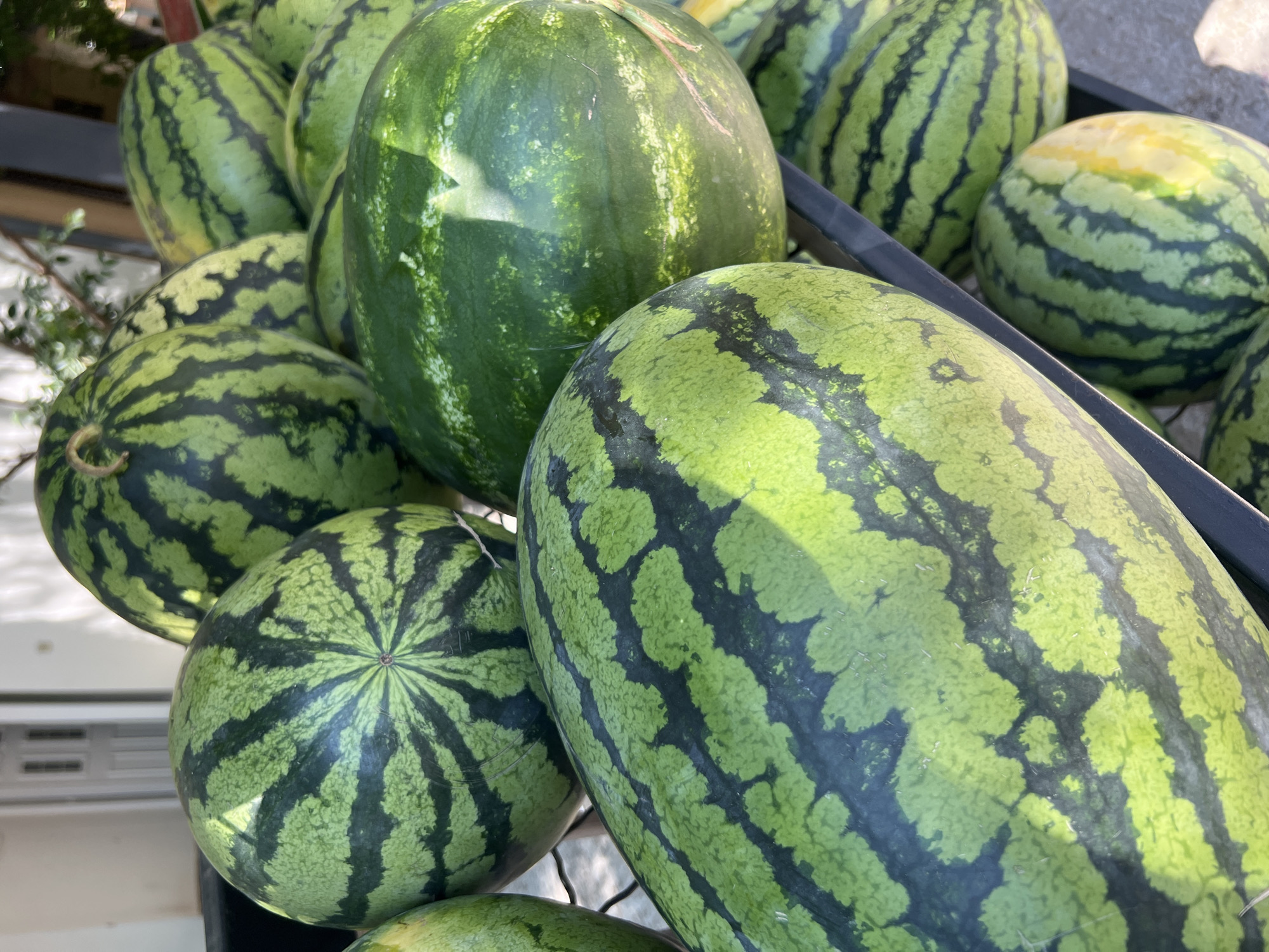 The image shows a close-up of a pile of watermelons displayed on a black shelf outdoors. The watermelons are predominantly green with dark green stripes. Some watermelons are in focus, showing their textured rind and the characteristic watermelon pattern. In the background, a door and a wall suggest an outdoor market or a roadside stand. The lighting indicates it is daytime, possibly sunny. The location of Budva, Montenegro is not visually discernible from the image content.