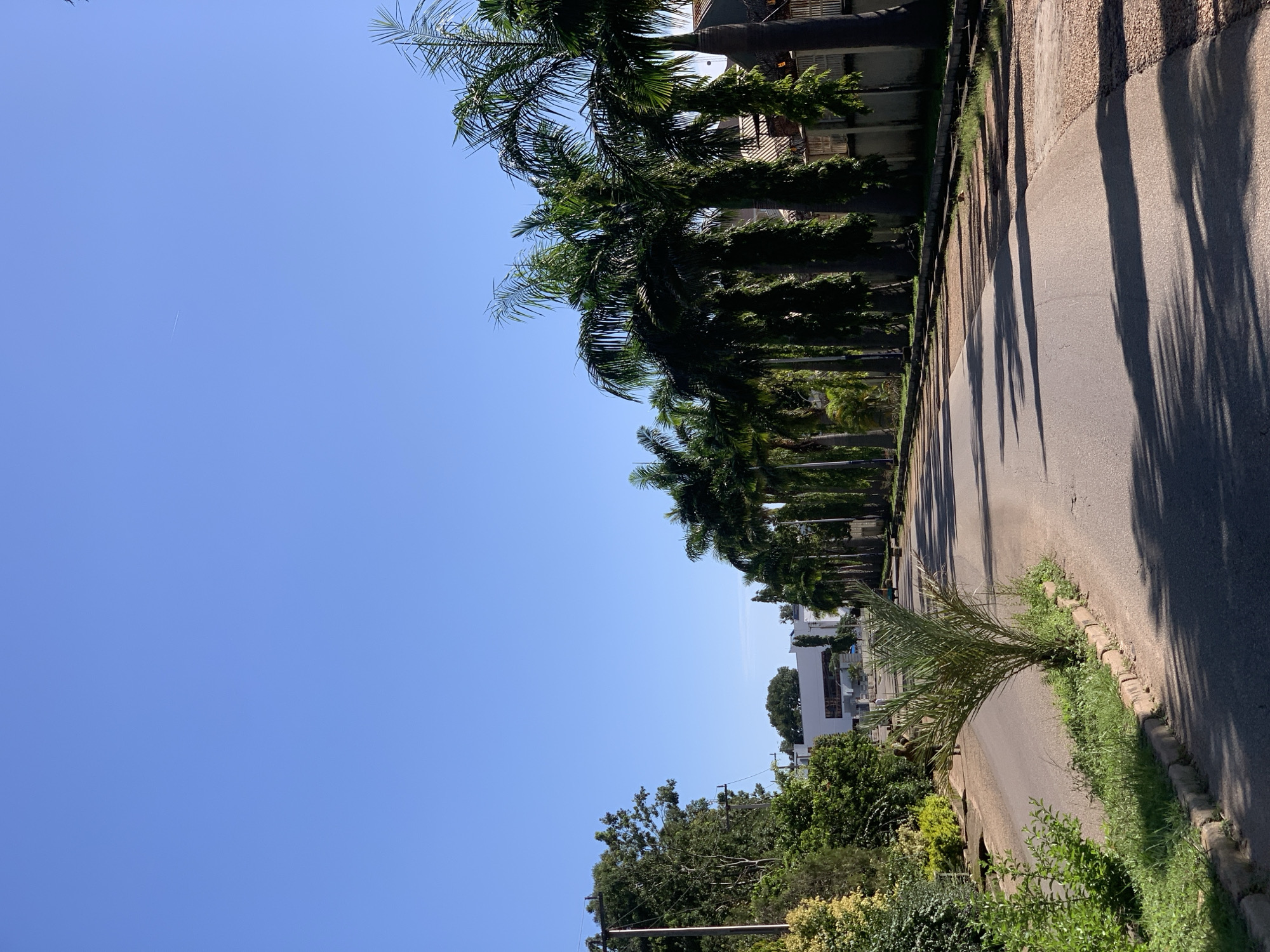 The image depicts a street scene in the city of Jos, Nigeria, characterized by a clear, bright blue sky overhead. A paved road runs through the center of the frame, with a line of tall palm trees lining the right side of the street, casting long shadows on the asphalt. On the left side of the road, there is lush green vegetation, including trees and bushes, and a modern white building is visible in the distance. A small palm sapling stands prominently in the middle of the road's grassy median. A few people are visible in the background, walking along the street. The overall impression is of a sunny day in a well-maintained urban environment.
