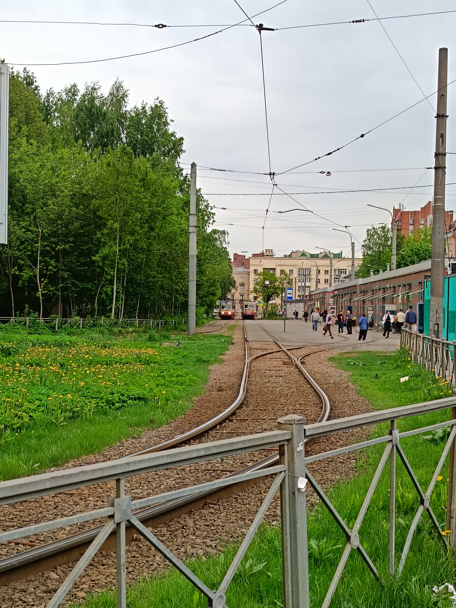 The image captures a scene along a tram line in Saint Petersburg, Russia. Two tram tracks diverge into a Y-shape, with one track leading straight ahead toward a visible tram and the other curving to the left, bordered by trees. Several people are visible in the background; they appear to be pedestrians near what seems to be a bus stop and a row of shops. A weathered metal fence runs along the right and bottom of the frame, next to the tracks, separating the tracks from a grassy area with scattered yellow flowers. Overhead, tram power lines crisscross the sky. Buildings are visible beyond the pedestrian area, indicating a residential or commercial zone.