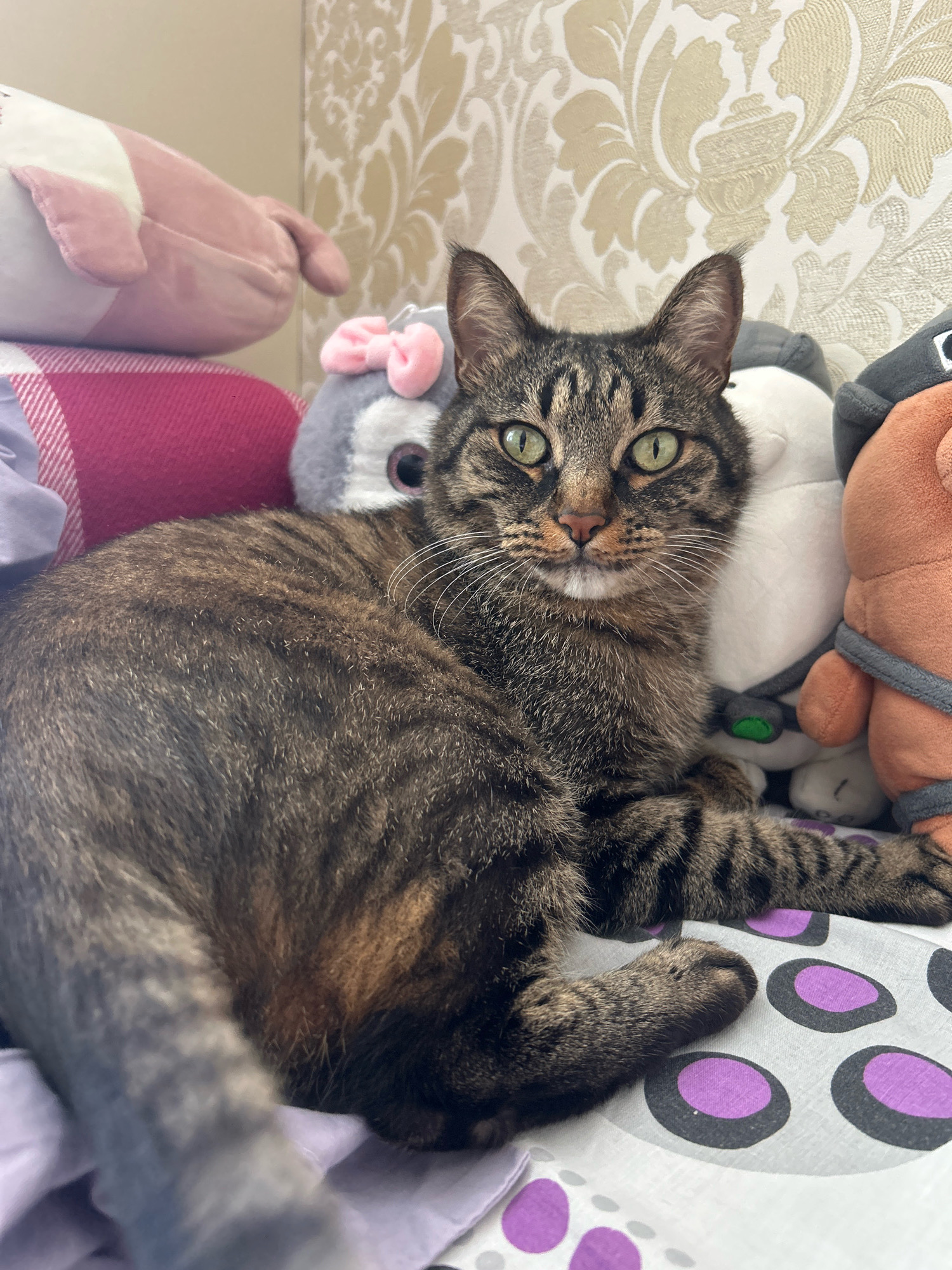 A tabby cat with green eyes is lying on a bed with stuffed animals. The cat is facing the camera and its body is partially obscured by the stuffed animals. The stuffed animals are of various colors and sizes, and they appear to be arranged behind the cat. The bed is covered with a patterned sheet. The background is a wallpaper with a floral pattern. The image is taken from a medium-high angle. The location is specified as Khyrdalan, Azerbaijan.