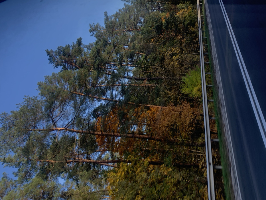 This image depicts a roadside scene in the city of Kozyn, Ukraine, during daylight hours, likely in autumn. The upper portion of the frame is dominated by a clear, bright blue sky. A dense mixed forest occupies the midground and background, featuring numerous tall coniferous trees with dark green needles and prominent reddish-brown trunks. Interspersed among them are deciduous trees displaying vibrant autumnal foliage in shades of bright yellow, orange, and brown, alongside some trees retaining green leaves. In the lower midground, a light grey, reflective metal guardrail runs horizontally, separating the forest from a paved road. The road itself is dark, likely asphalt, and occupies the bottom quarter of the image. It features two distinct, solid white parallel lines, indicating a lane boundary. No individuals or specific actions are visible within the frame; the perspective suggests the photograph was taken from a vehicle in motion on the road.