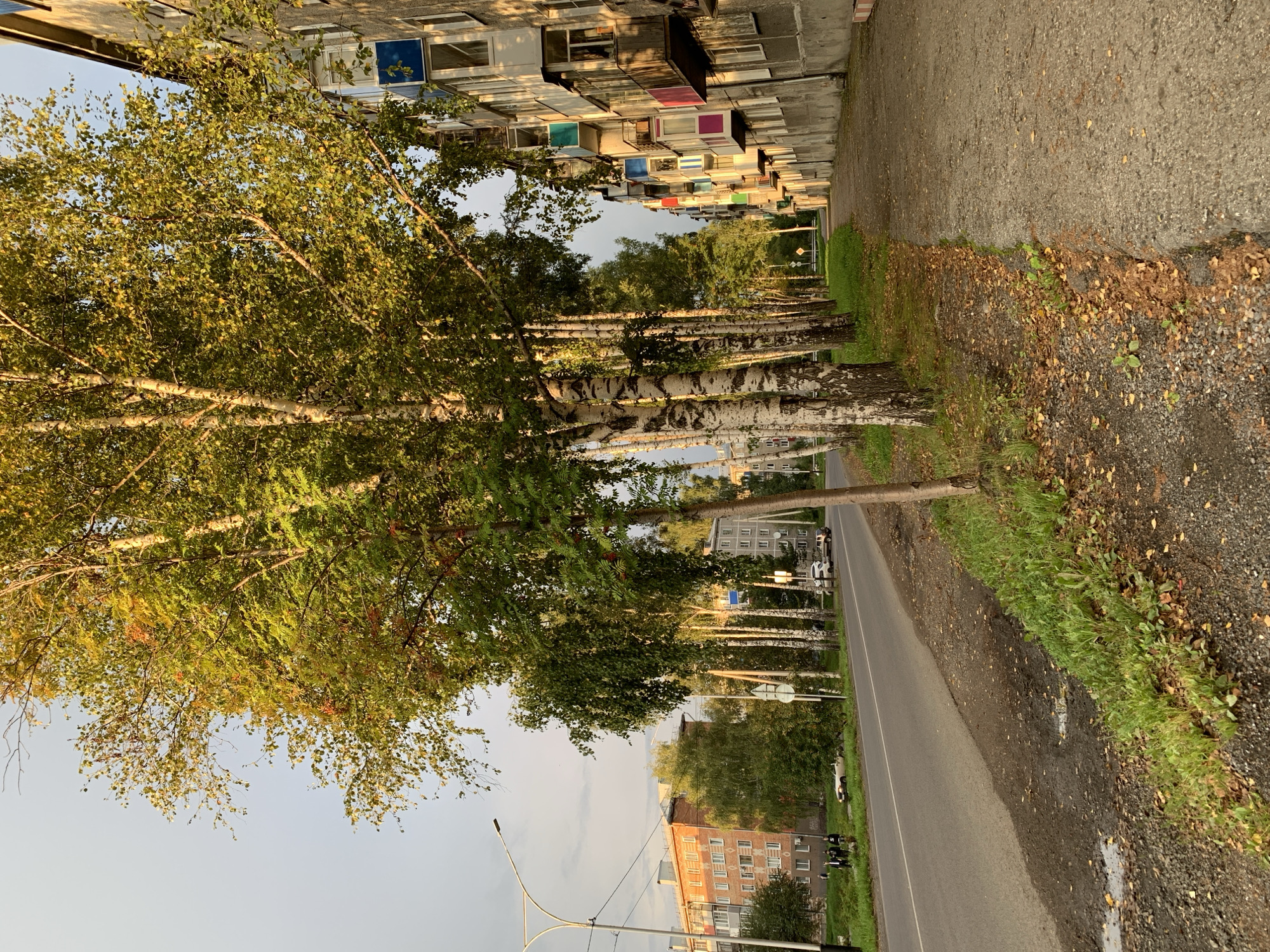 An eye-level shot captures a street scene in Prokopyevsk, Russia, bathed in the warm glow of late afternoon sun. A paved sidewalk lines the right side of the image, transitioning to a gravel shoulder before meeting the asphalt road. A line of birch trees with distinct white and black bark stands along the left side of the sidewalk, their green leaves catching the light. Beyond the trees, a multi-story apartment building with colorful balconies can be seen. The street is moderately busy, with several cars parked and a few people walking on the sidewalk. The sky is a mix of blue and overcast clouds. The overall impression is of a typical urban residential street during a pleasant time of day.