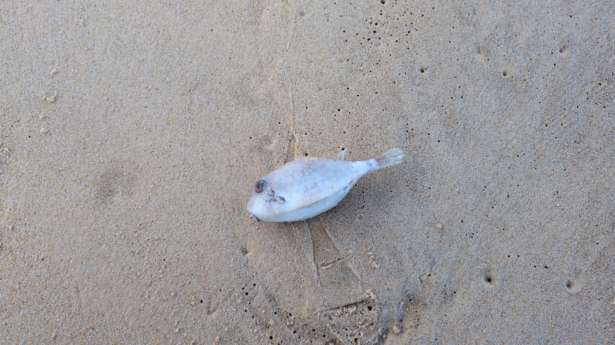 The scene depicts a single, deceased fish resting on fine-grained, light-brown sand. The fish is pale, appearing off-white or light grey, with a distinct ovoid body shape and visibly textured skin, consistent with a species like a pufferfish or boxfish. Its dark, prominent eyes are visible. The fish is oriented diagonally across the lower-left and center of the frame, with its head positioned towards the upper-left. The surrounding sand shows variations in moisture content, indicated by slight differences in color and texture, along with scattered small, dark particles. Faint undulations and small depressions are present in the sand. No other animate subjects or artificial objects are visible. The location is a beach in East Quy Nhon Ward, Vietnam.