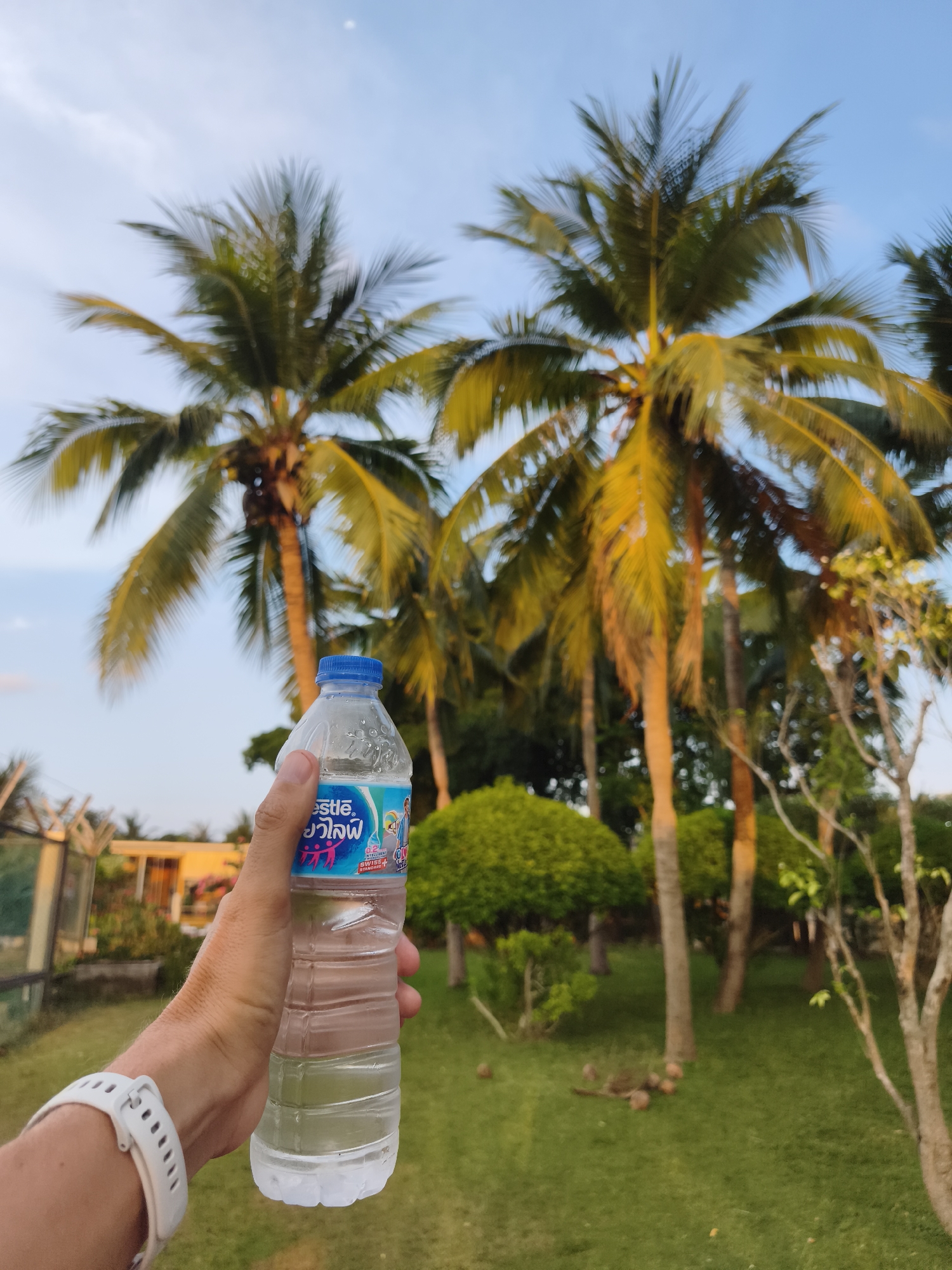 A hand holds a bottle of Nestle water against a background of palm trees, lawn, and other greenery. The hand has a white smartwatch. The Nestle water bottle is mostly clear with a blue label and blue cap. The palm trees have tall, slender trunks and green fronds against a partly cloudy blue sky. The lawn is green, and there are some fallen coconuts visible near the base of the trees. The photo was taken in บ้านบางรักษ์, Thailand.