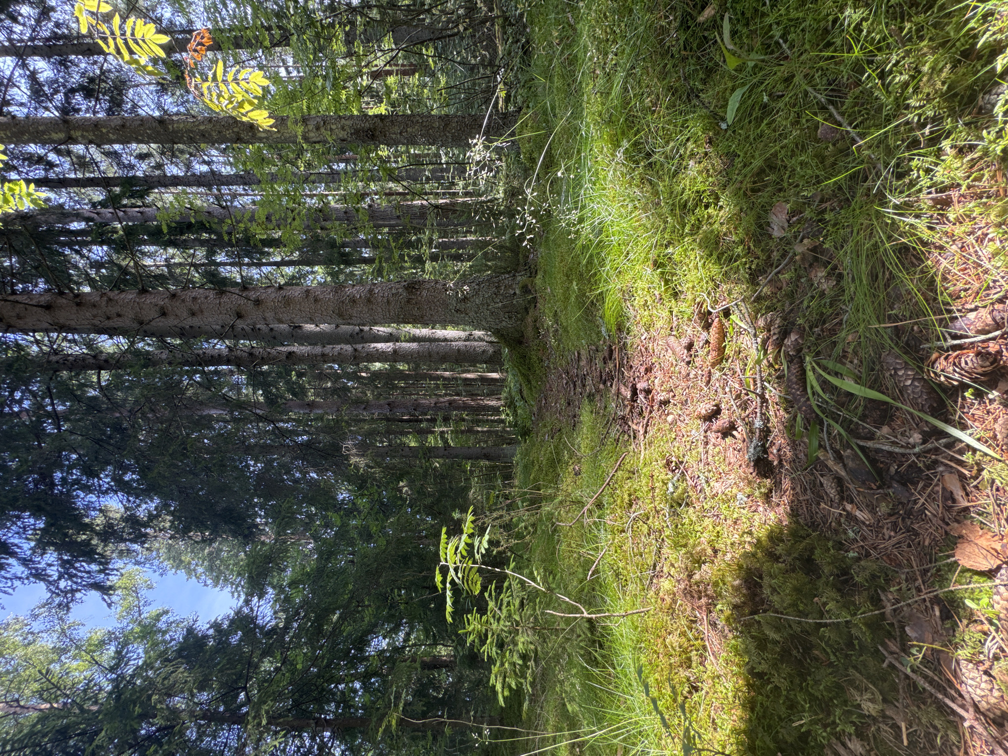 The image depicts a sun-dappled forest path in Petergof Siti, Russia. Tall, mature trees, primarily conifers with rough, textured bark, form a dense canopy overhead, allowing shafts of sunlight to penetrate to the forest floor. The path itself is narrow and appears to be composed of packed earth, pine needles, and small stones. Lush green moss carpets the ground on either side of the path, interspersed with patches of grass and fallen leaves. Small saplings and undergrowth are visible, contributing to the natural, wild appearance of the environment. Pinecones are scattered across the forest floor, adding to the organic texture of the scene. The overall impression is one of a serene and natural forest setting, typical of the woodlands surrounding Petergof.