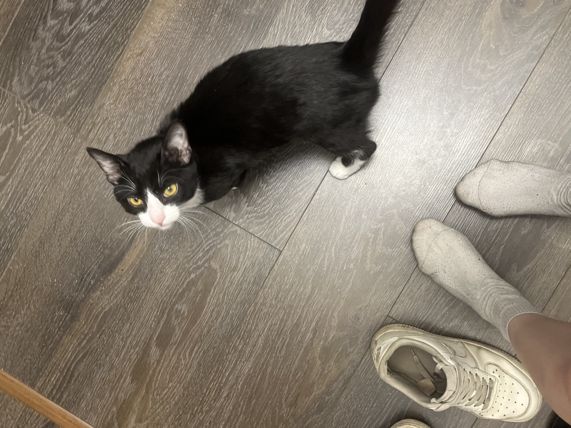 An overhead perspective image taken indoors depicts a black and white cat on a light-toned wooden or laminate floor. The cat, positioned in the upper-right, is seated and looking upward and towards the lower-left. It possesses black fur with white markings on its muzzle, chin, and chest, along with distinct white whiskers, a pink nose, and bright yellow eyes. A white-marked rear paw is visible. In the lower-left, two human feet, each wearing a light grey, worn sock, are visible. An off-white Nike Air Force 1 sneaker, appearing soiled and worn, lies on its side adjacent to the left foot. A slender, light brown, elongated object is partially visible along the upper-left edge of the frame. The precise location within Saint Petersburg, Russia, is not ascertainable from the visual evidence.