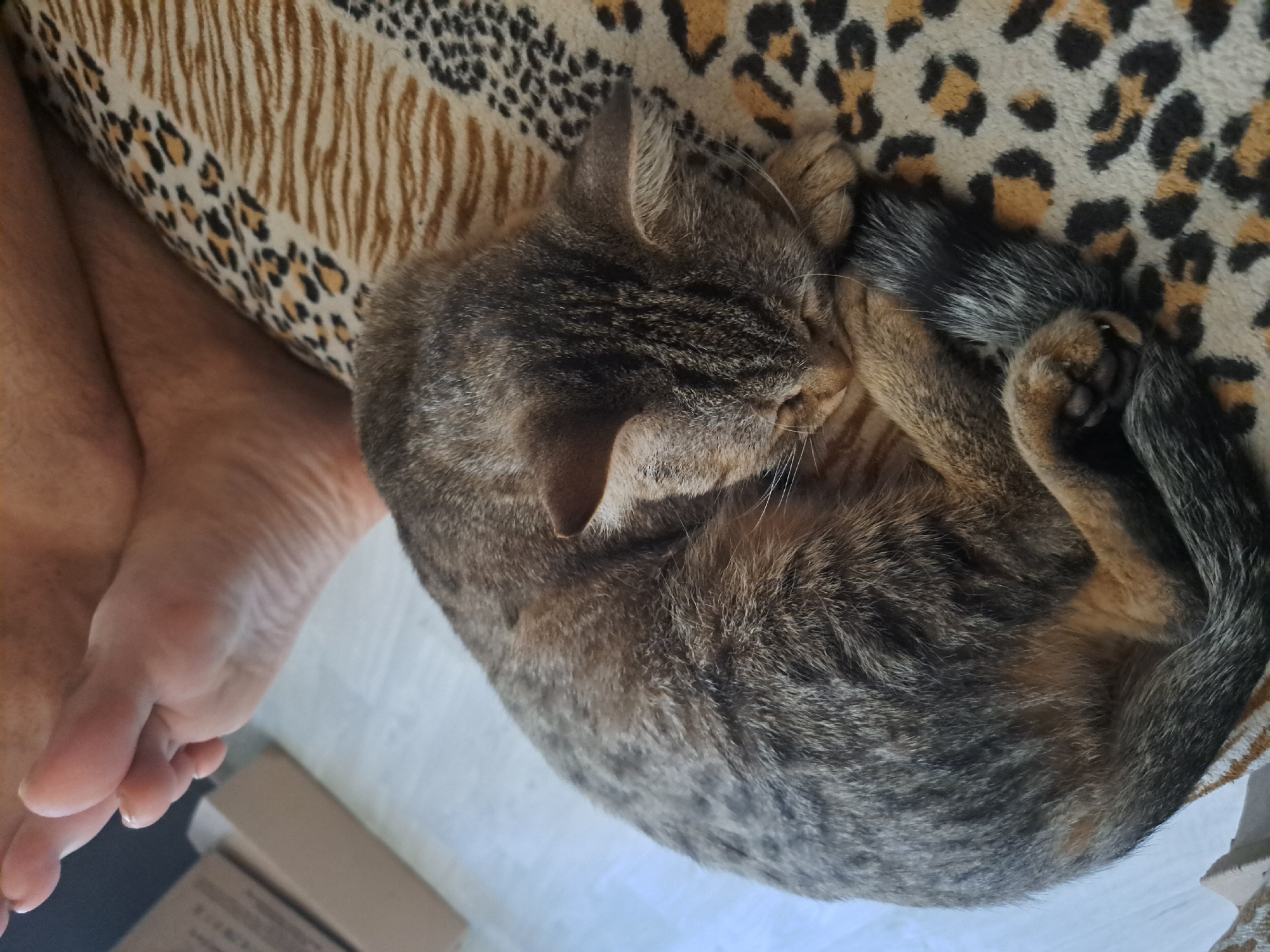 A domestic cat is curled up asleep on a patterned blanket. The cat is a tabby with grey and brown stripes. Its tail is wrapped around its body, and its head is tucked into its paws. The blanket has a leopard print design with black spots on a tan background. In the background, a person's bare feet are visible, positioned near the cat. The flooring appears to be light-colored laminate. The scene is indoors, likely in a residential setting in Vypasne, Ukraine.