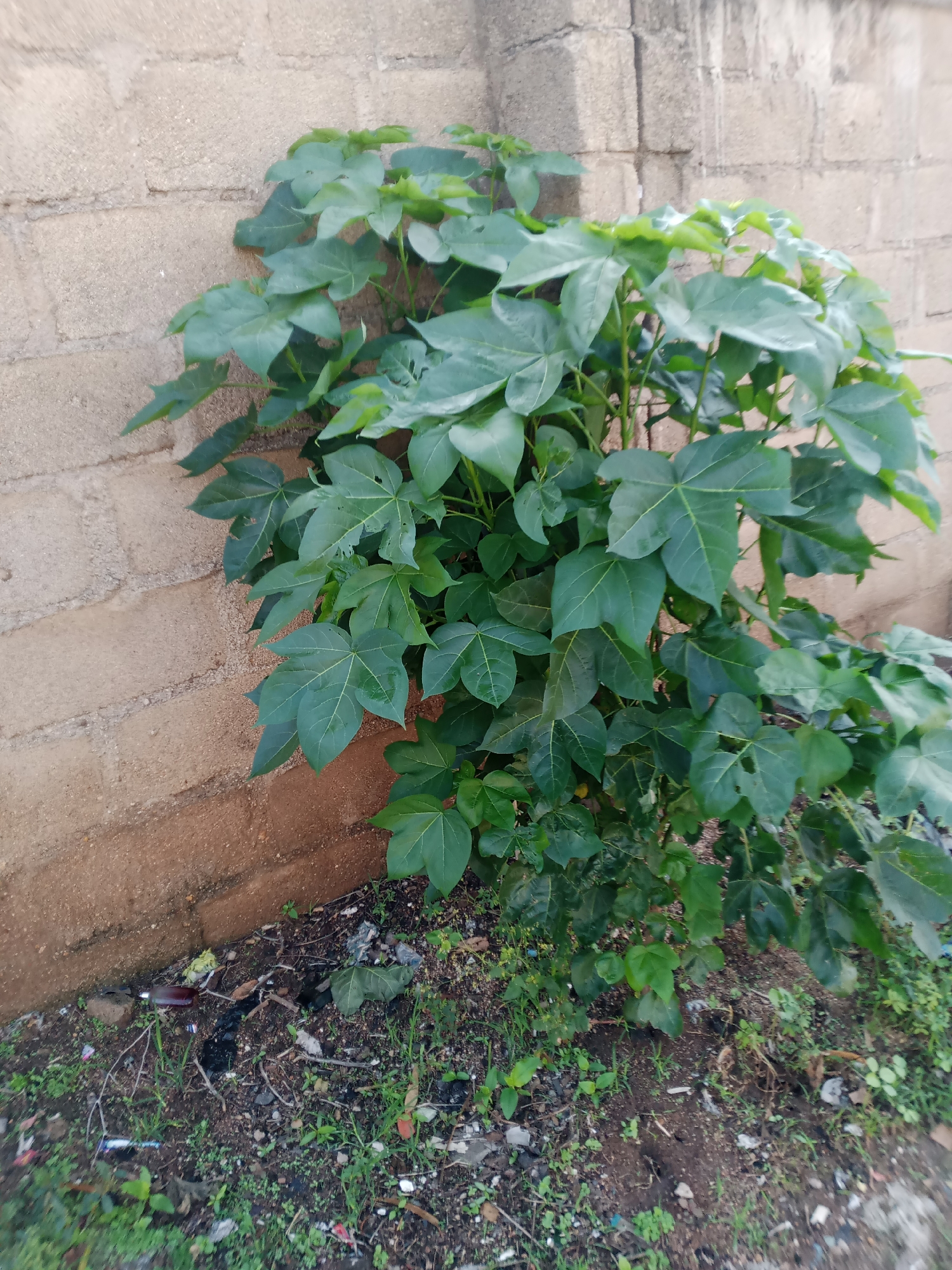 The image depicts a lush green plant with large, palmate leaves growing next to a beige brick wall. The plant is full and bushy, reaching a substantial height. The ground around the plant is covered in soil, small green shoots, and scattered debris, including what appears to be a plastic bottle and other refuse. The brick wall appears to be constructed from rectangular blocks, with some variation in color from beige to a warmer brown hue. The overall setting suggests an outdoor environment, possibly a yard or a neglected area, given the presence of litter. The lighting indicates it is daytime, with natural light illuminating the scene. There is no visible text in the image. The context provided indicates the location is Jauro Yinu, Nigeria.