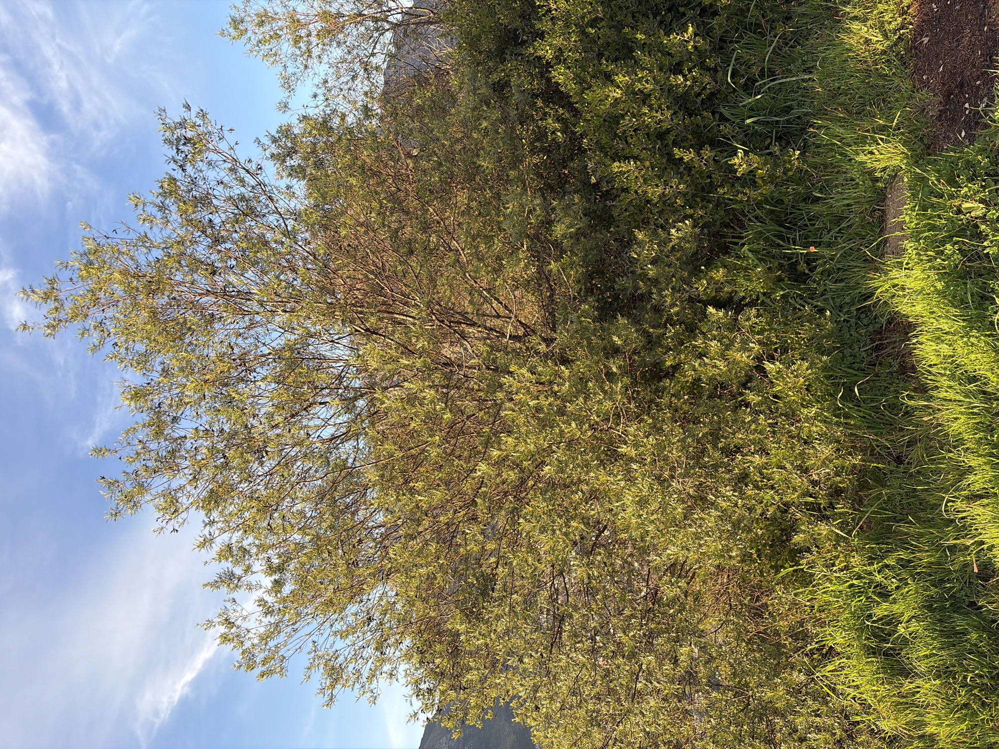 An outdoor, medium-shot photograph captures a sun-drenched, leafy tree with thin branches and sparse, light-green foliage. The tree is situated on a slope, with a patch of vibrant green grass in the foreground. In the background, a mountainous landscape is visible under a bright blue sky with wispy white clouds. The scene appears to be located in the city of Cape Town, South Africa, possibly in a natural park or mountainous area. The lighting suggests it is either early morning or late afternoon, with the sun casting a warm glow on the vegetation. There are no people or animals visible in the image.