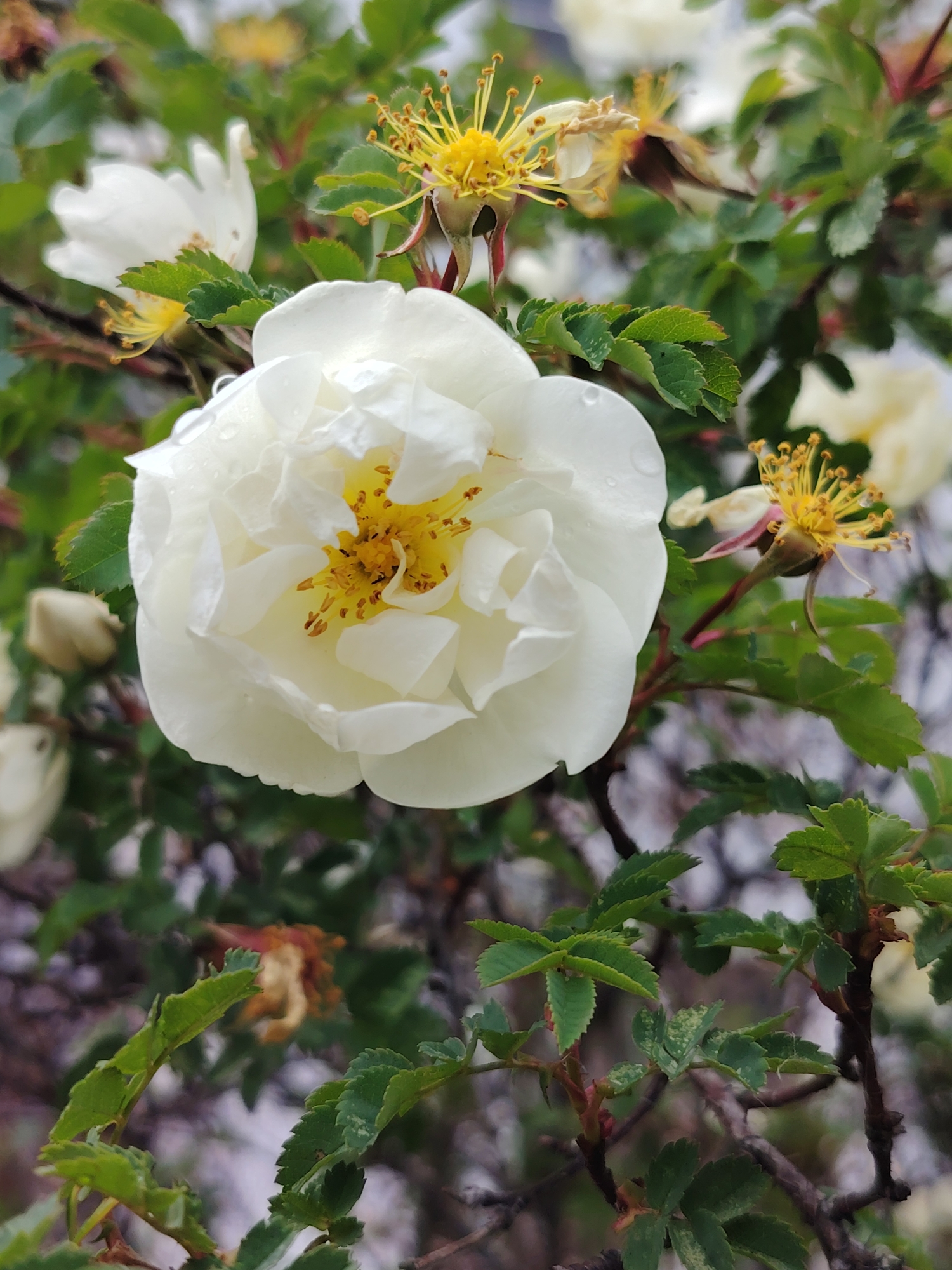 A close-up, eye-level shot focuses on a vibrant white flower, likely a wild rose or a similar species, covered in numerous water droplets, suggesting recent rain or dew. The central flower features soft, undulating white petals that encircle a prominent cluster of bright yellow stamens.
Surrounding the main bloom, other white flowers are visible in various stages of bloom and decline. To the left and slightly behind, another white flower with fewer petals appears, and further back, a closed white bud is visible. To the right and top, several withered flowers with exposed yellow stamens and dried petals indicate past blooms.
The flowers are nestled among lush green foliage, characterized by small, serrated leaves that appear healthy and fresh. Dark, woody branches intertwine with the greenery, providing structure to the plant. The background is softly blurred, emphasizing the sharp focus on the central flower and creating a natural, serene atmosphere. The lighting suggests a daytime setting, possibly morning due to the presence of water droplets. The overall scene depicts a moment of natural beauty and freshness in an outdoor environment, situated in Chaikovsky, Russia. There is no visible text in the image.