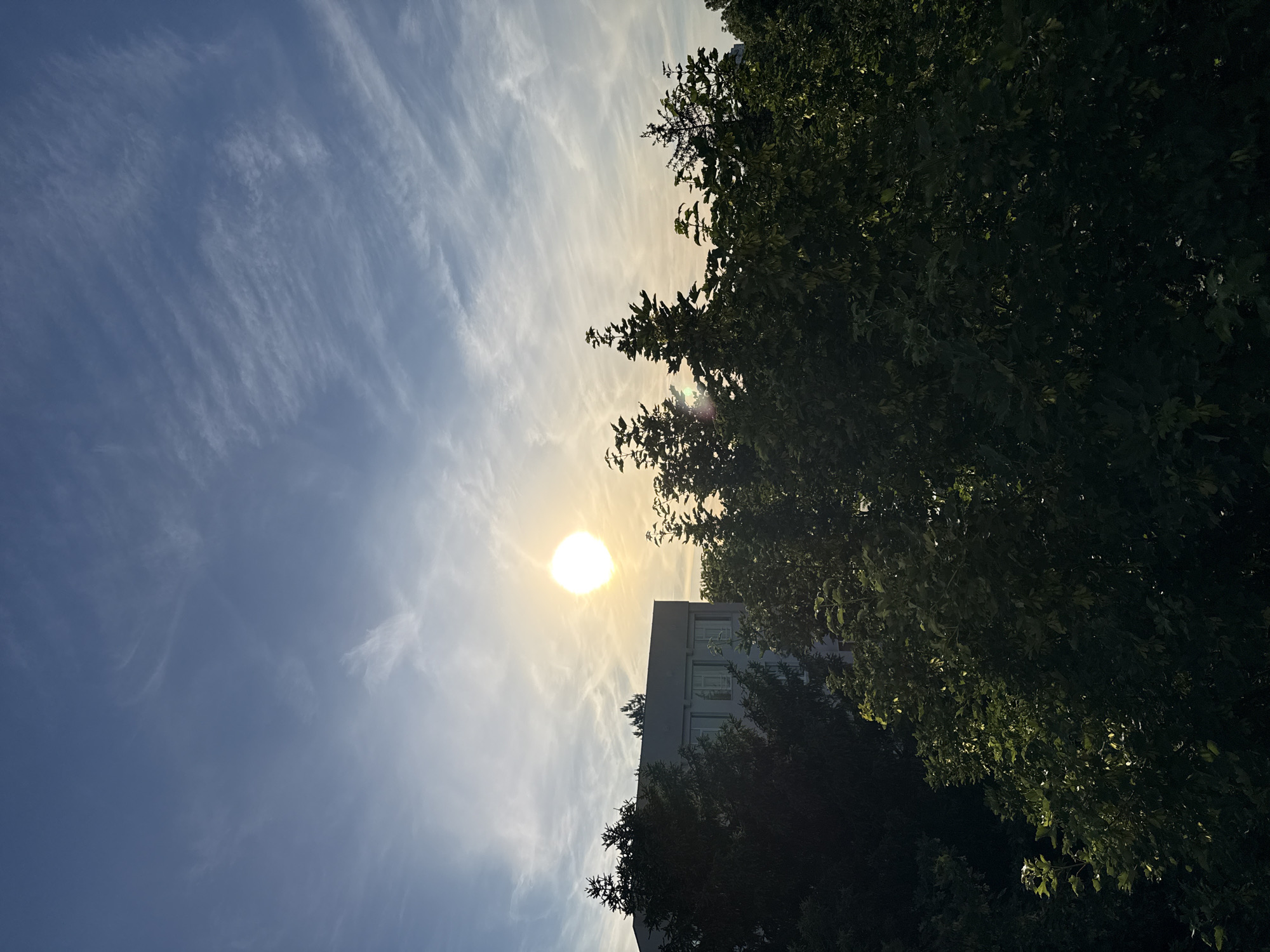 The image is an upward-angled outdoor shot taken in daylight, looking up towards the sky. The sky is mostly blue with streaky, thin clouds. The sun is visible, obscured partially by the branches of a large tree on the right side of the frame. A light-colored building with windows is partially visible behind the trees and below the sun. The image appears to be taken in the city of Pleven, Bulgaria, based on geographic cues (if any such cues are present but are not detectable in the image, then the information should be omitted). There are no people visible in the scene. The main subjects are the sky, the sun, a tree, and a building.