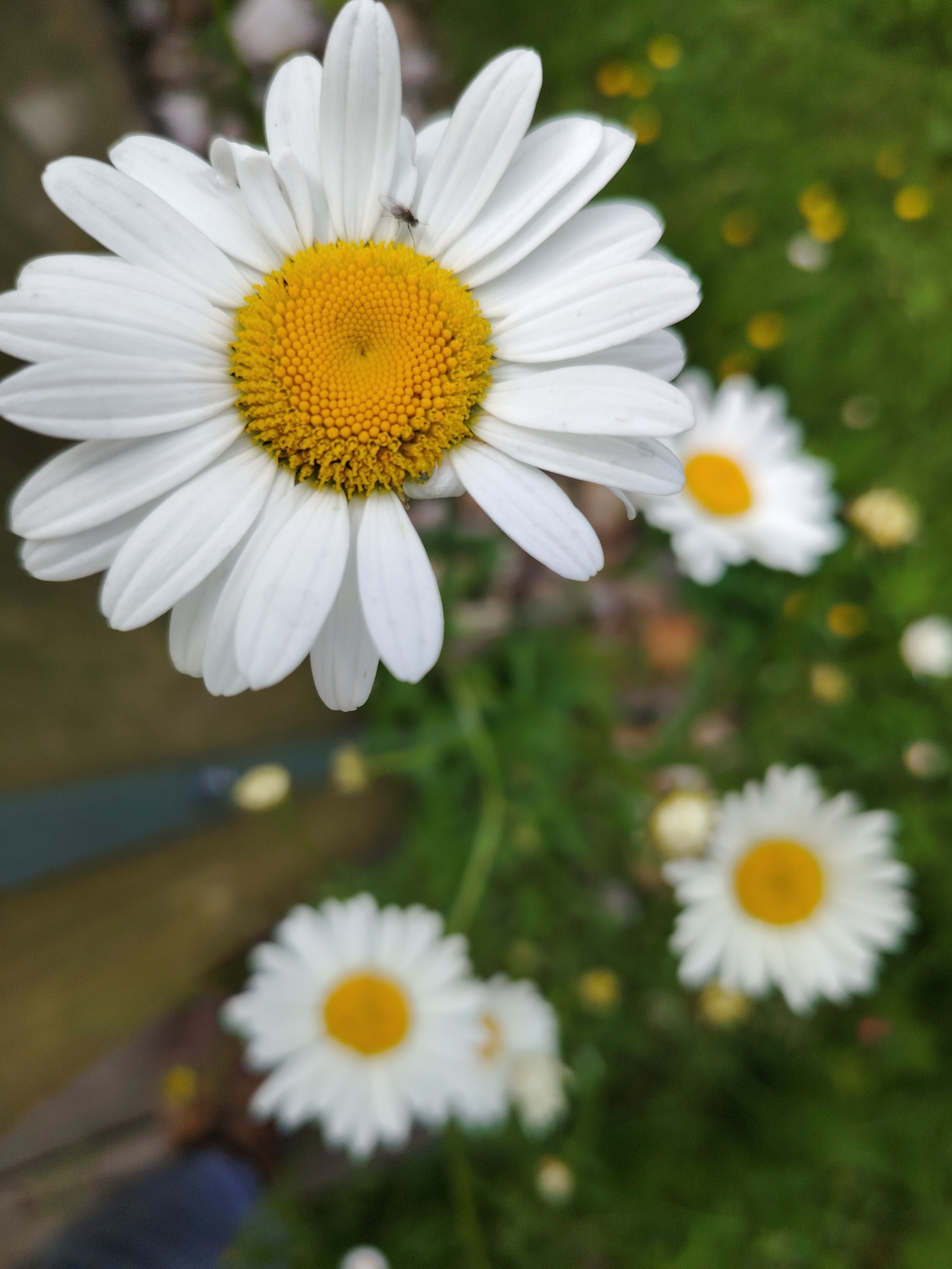 The image depicts a close-up of a daisy with white petals and a yellow center. A small insect is visible on one of the white petals. In the background, several other daisies and blurred green foliage are present, suggesting an outdoor setting. The image does not contain any identifiable landmarks or context that would indicate a specific location within Vladimirovka, Russia, or any other city.
