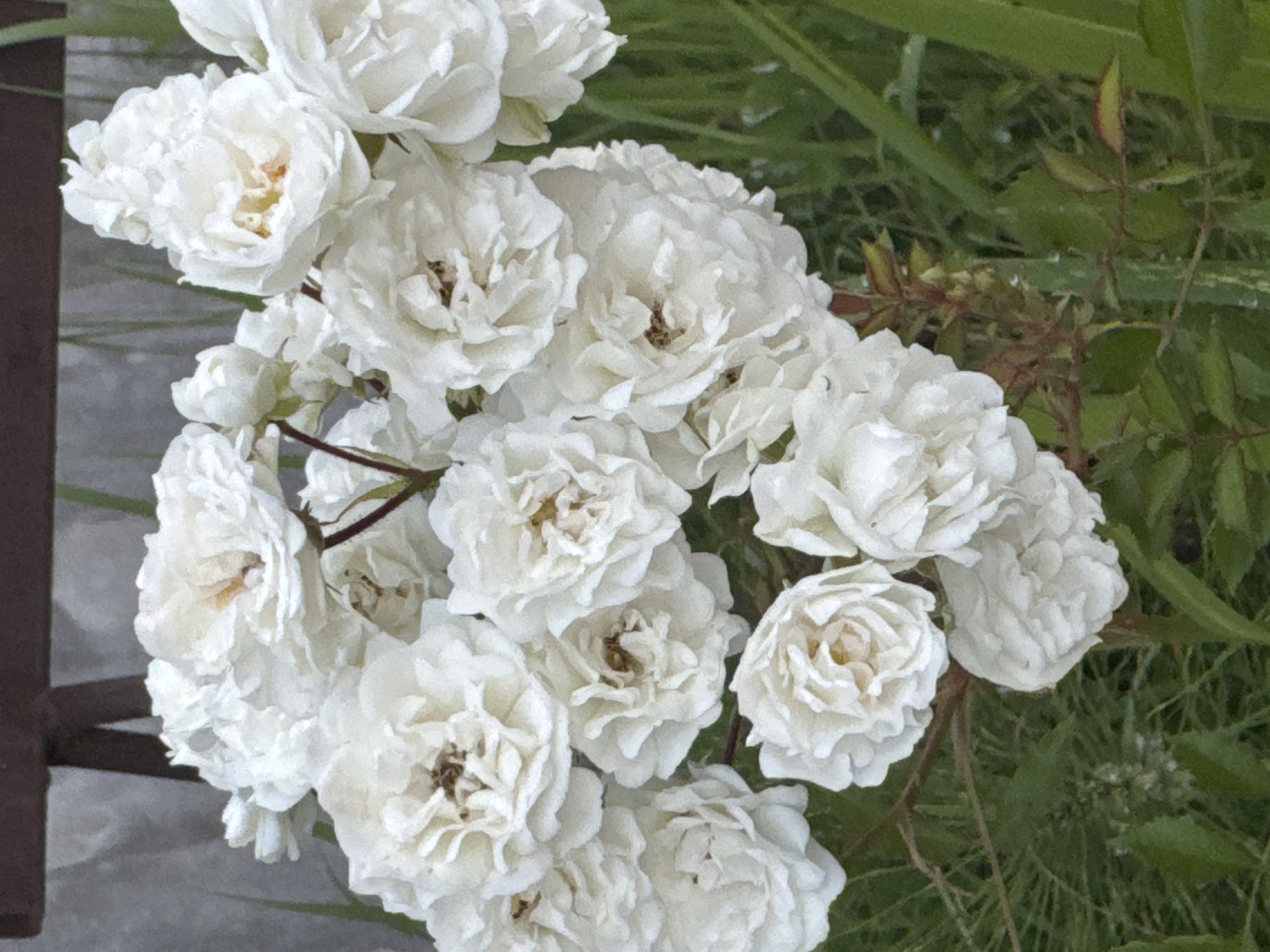 The image is a close-up shot of a cluster of white roses in a garden. The roses are in various stages of bloom, with some fully open and others still forming buds. The petals are delicate and ruffled, with a creamy white color that appears slightly aged or sun-kissed in places. Small hints of yellow or peach can be seen in the centers of some of the fully opened roses. The roses are attached to thin, thorny stems and are surrounded by lush green foliage, with some blades of grass visible in the foreground and background. In the upper portion of the image, a dark brown, possibly metal, structure is partially visible, suggesting it might be part of a garden fence or trellis. The overall impression is one of natural beauty and abundance. The location in Sochi, Russia, is not indicated by any specific visual cues in the image.