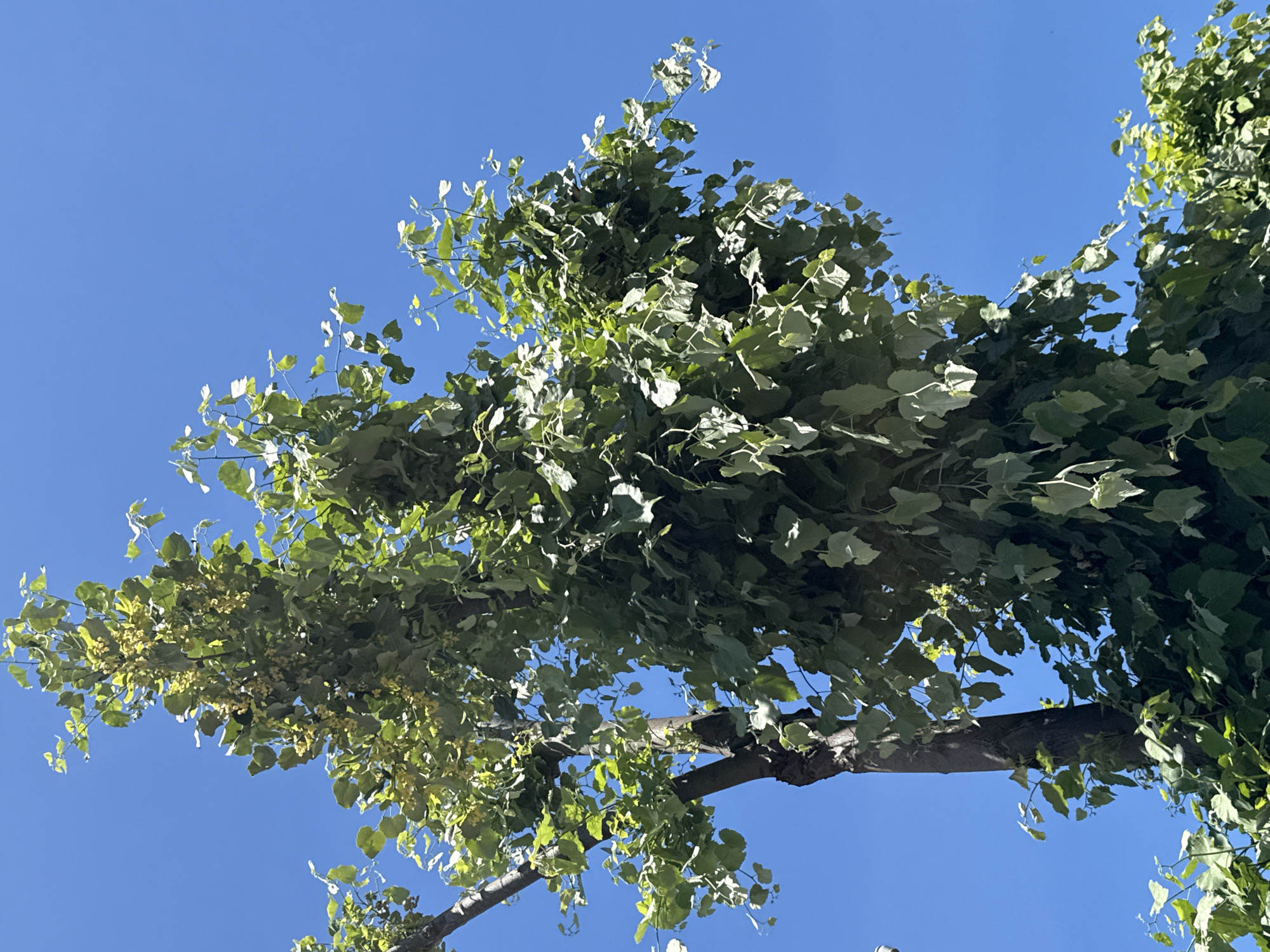 A close-up, low-angle shot captures the upper canopy of a large tree against a clear, bright blue sky. The tree is lush with vibrant green leaves and clusters of small, pale yellow flowers, suggesting it is in bloom. The trunk of the tree, visible on the left side of the frame, is dark and textured. The foliage is dense in some areas and more sparse in others, with individual leaves and branches clearly discernible. The sunlight creates highlights and shadows within the leaves, adding depth and dimension to the scene. The image does not contain any people or animals, and the setting appears to be outdoors in a natural environment, possibly a park or garden within the city of Sozopol, Bulgaria.