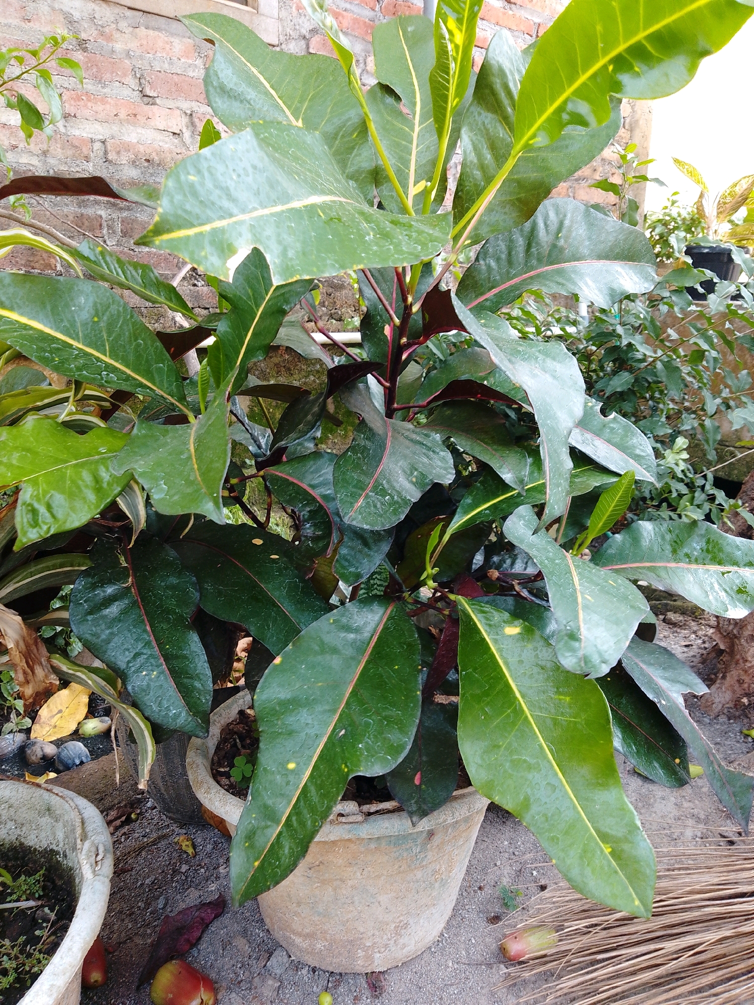 A potted Croton plant with large, glossy green leaves featuring yellow venation stands in front of a brick wall. The plant is in a weathered terracotta pot, and its foliage is lush and full, with some darker red undersides visible on the stems and leaves. In the background, other greenery and a portion of a white structure are present. The ground around the pot is covered in gravel and debris, including some fallen leaves and what appear to be small fruits or seeds. A broom made of dried twigs rests on the ground to the right of the pot. The scene is outdoors, with natural lighting. The location is identified as Cikal, Indonesia.
