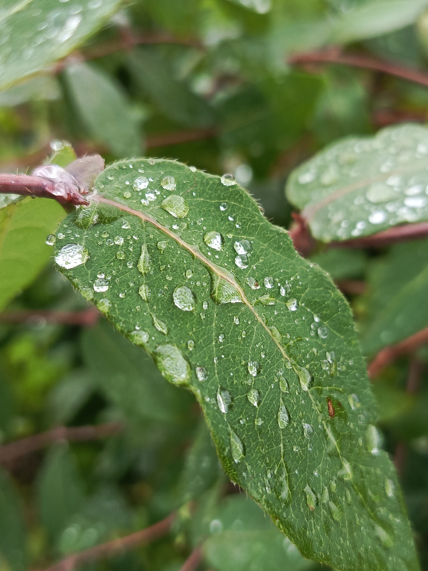 A close-up, macro photograph captures a vibrant green leaf covered in numerous glistening water droplets. The leaf exhibits a textured surface with visible veins, and its edges are slightly fuzzy. A reddish-brown stem is visible in the upper left corner, emerging from behind the leaf. The background is softly blurred, showcasing more green foliage and reddish stems, suggesting an outdoor, natural environment. The image appears to have been taken in Kauchuk Stantsiya, Russia, given the context provided.