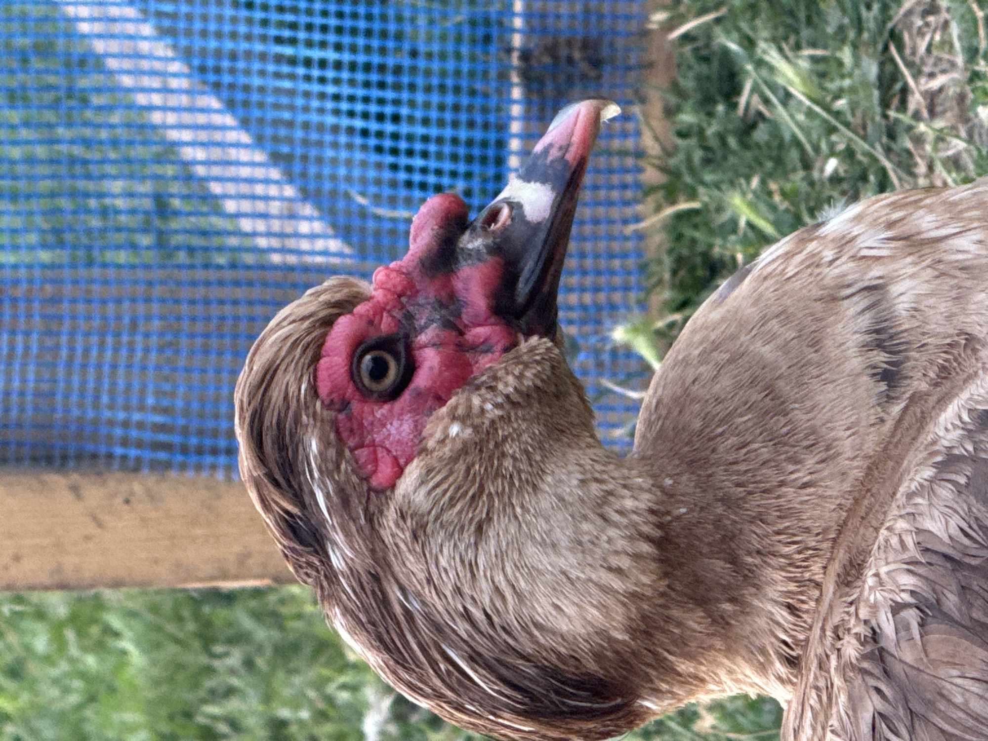 A close-up, profile view of a Muscovy duck's head and neck is captured in this outdoor, natural light photograph. The duck, predominantly brown with some lighter feathering on its neck and chest, is the central subject. Its face is characterized by striking red caruncles, which are fleshy growths that cover its eyes and extend to its beak. The eye is dark brown and appears to be looking slightly forward. The beak is dark gray with a white tip and a distinct black marking near the tip, with a small droplet of liquid hanging from its lower mandible. The duck's head is adorned with brown feathers that have a slight sheen and lighter tips, creating a textured appearance.
The background is softly blurred, suggesting a shallow depth of field. To the left, a portion of a weathered wooden structure is visible, and beyond that, green grass and foliage create a natural setting. To the right and behind the duck, a blue mesh fence runs horizontally, its pattern clearly defined. The overall impression is one of a detailed and intimate portrait of the bird in its environment. The photograph appears to have been taken at eye level with the duck, further enhancing the sense of proximity.