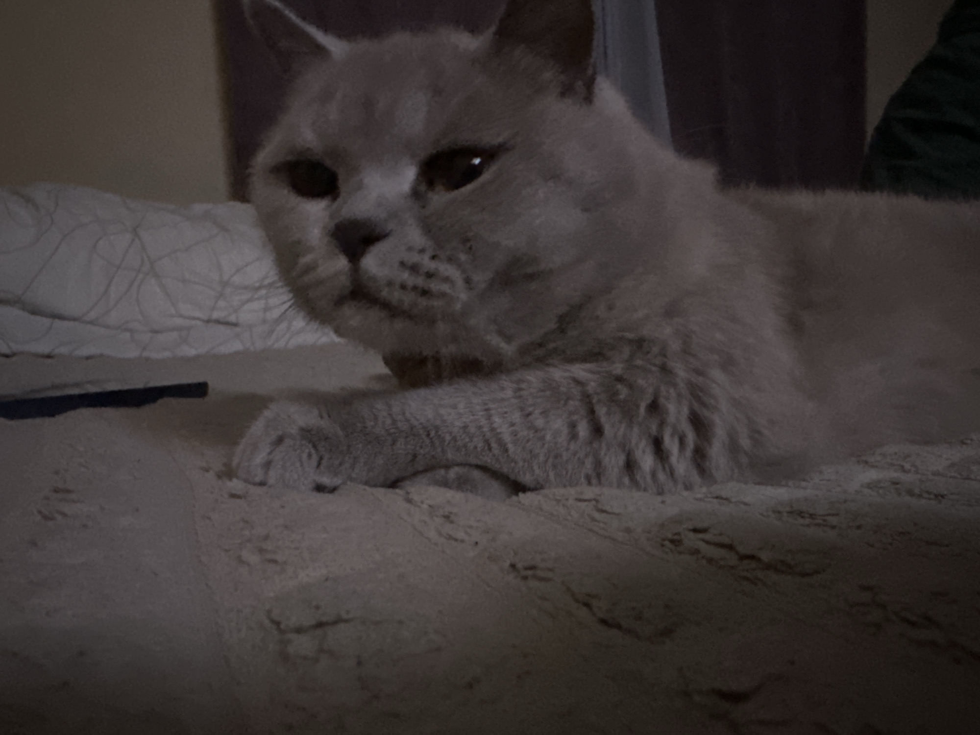 A light gray cat with dark eyes is lying on a textured, light-colored surface, possibly a bed or sofa. The cat is positioned with its head slightly turned towards the left and its front paws are resting on the surface. The background is dark and out of focus, with hints of a curtain or drapes. The lighting is dim. No specific location in Ternopil, Ukraine is identifiable.