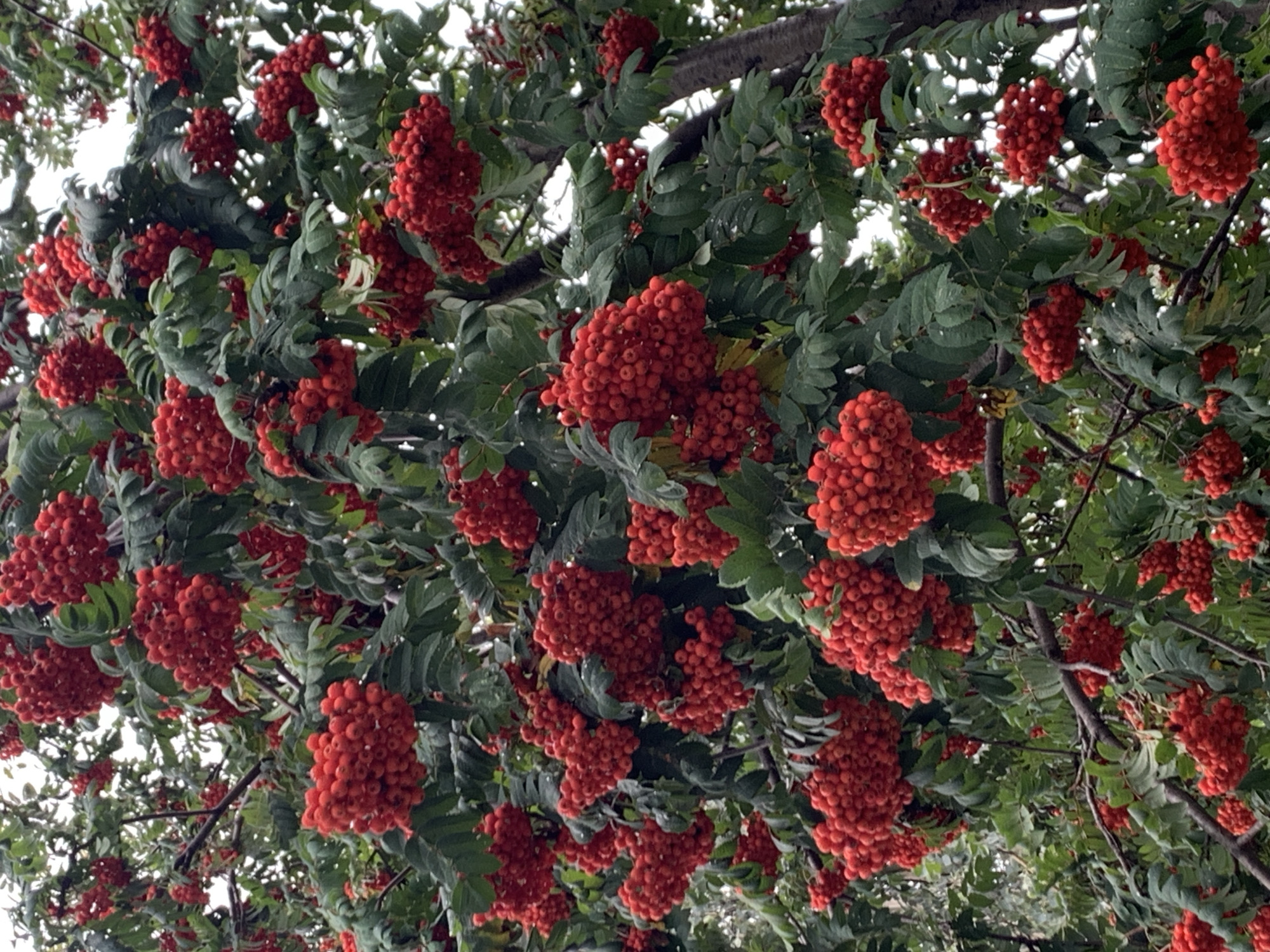 A low-angle, full shot captures a dense cluster of ripening rowan berries on a tree, set against a backdrop of green leaves and a pale sky. The berries are a vibrant red, appearing in large, plump bunches. The tree branches are dark and woody, visible in sections between the foliage. The scene is outdoors, with no people or man-made structures identifiable. The overall impression is of a natural, arboreal setting. The location within the city of Chishmy, Russia, is not visually discernible from the provided image.