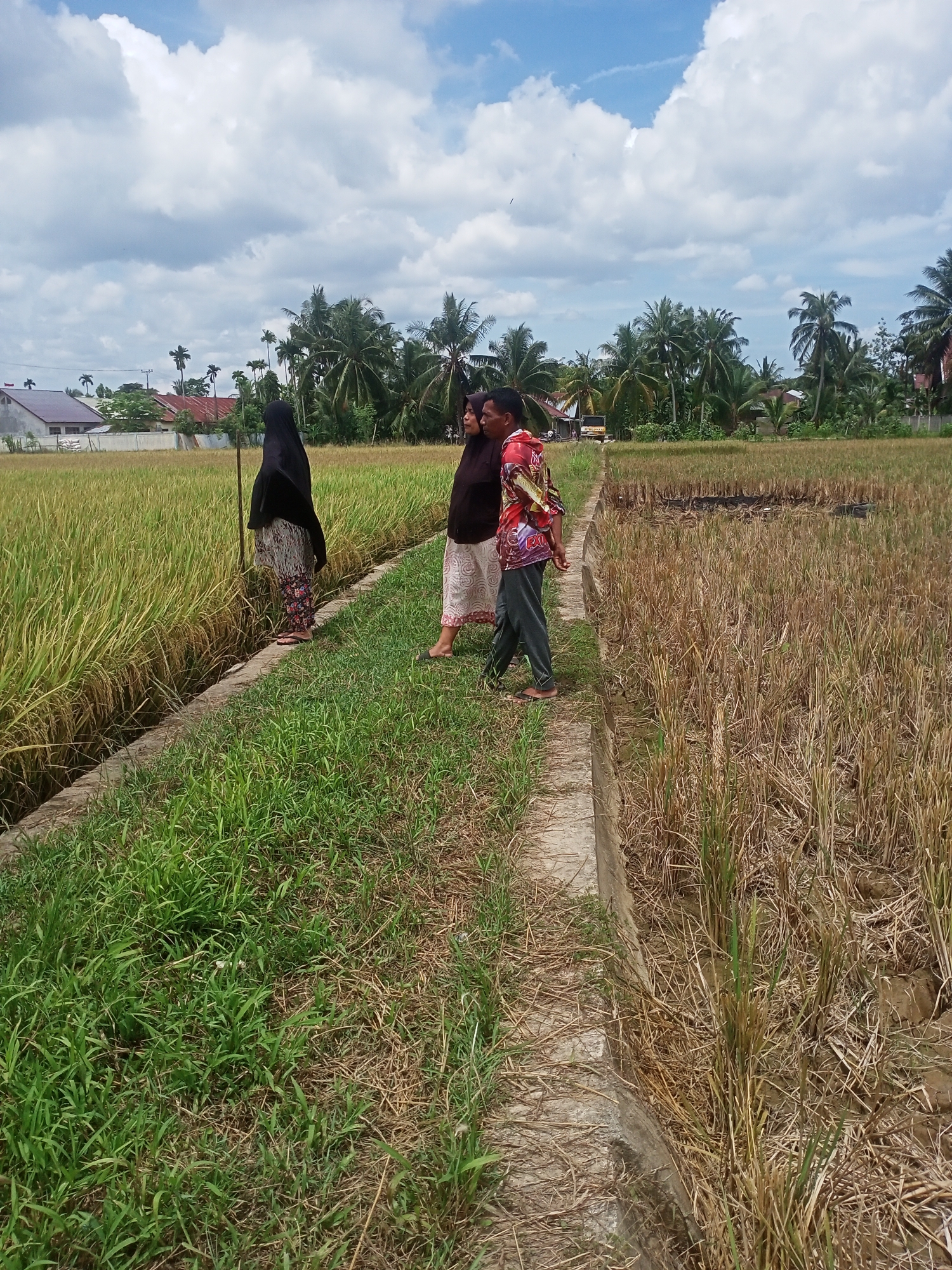 The photograph depicts three individuals walking on a narrow concrete path that bisects a rice field. A woman wearing a black hijab and patterned skirt stands on the path’s edge to the left. Next to her is a woman wearing a brown shirt and patterned skirt. A man wearing a red and yellow patterned shirt and gray pants is walking along the path. The rice field on the left side of the path is full of golden rice, while the field on the right appears to have been harvested and burned, leaving dry straw and blackened patches. In the background, there are palm trees and houses. The sky is partially cloudy with a blue hue. The location is Puntimatangkuli, Indonesia.
