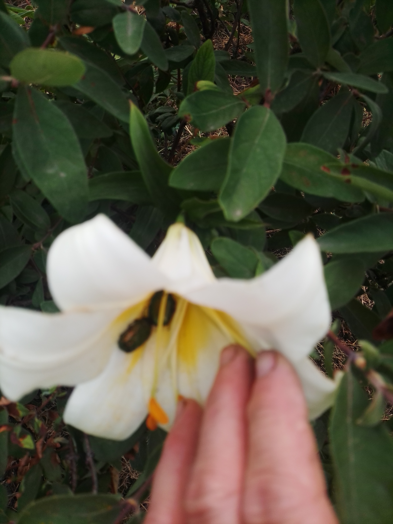 A close-up, vertical shot shows a white lily in bloom with a yellow center, partially obscured by a person's fingers and a leafy green plant. The lily's petals are delicate and curved, with visible stamens and pollen inside. Two small, dark insects, possibly beetles, are present on the stamens. The person's hand, with its skin texture and fingernails visible, is positioned on the right side of the frame, gently touching the flower. The background consists of dense green foliage and dried grass, suggesting an outdoor setting. The image was taken in the city of Ustyvytsia, Ukraine.