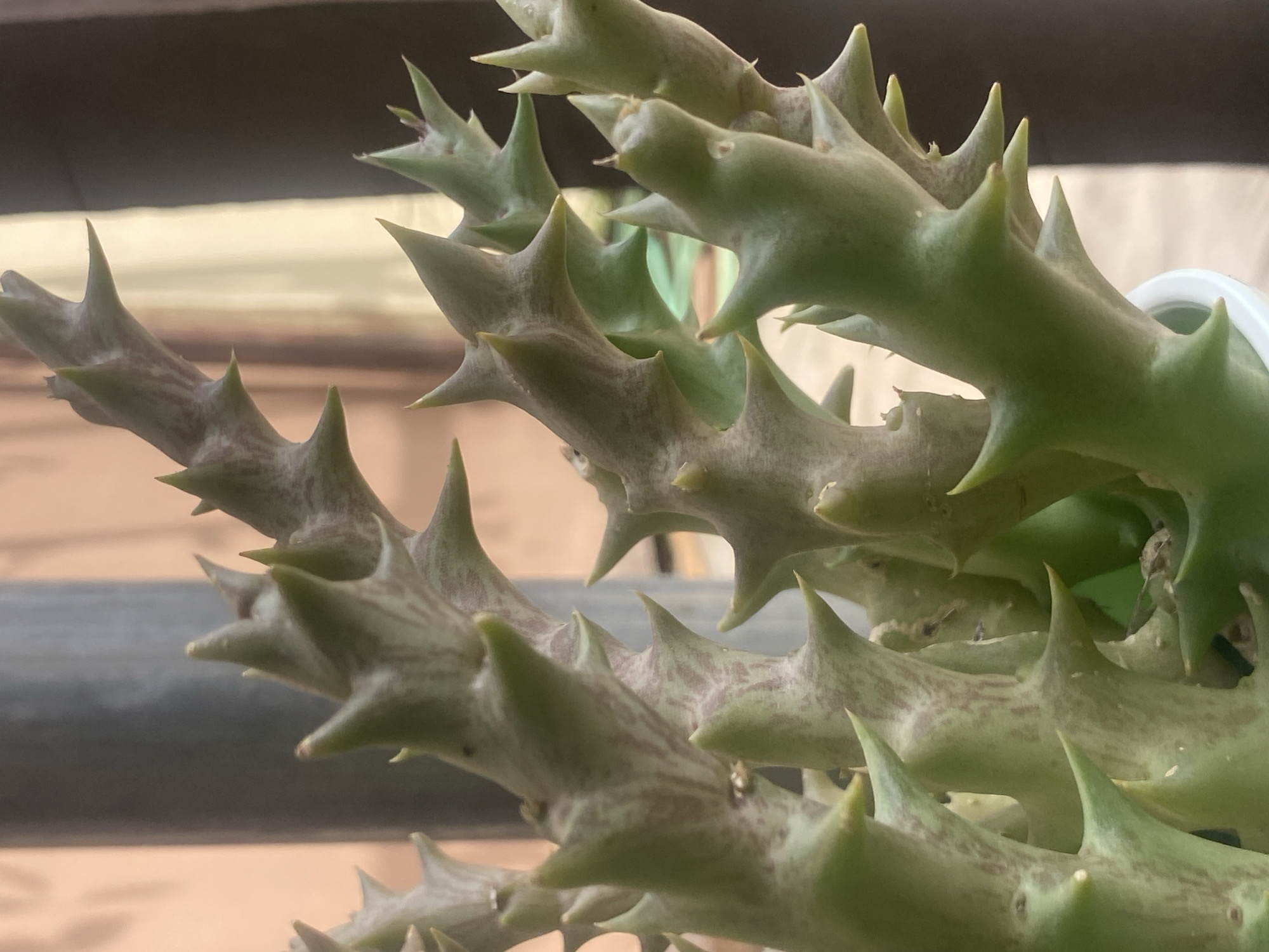 A close-up shot focuses on the green, spiky branches of a succulent plant, likely in a pot. The branches exhibit brown speckling. The background suggests an outdoor setting, possibly a garden or balcony, with blurry elements of wood and other greenery. The scene is in Barden Yana, Nigeria.