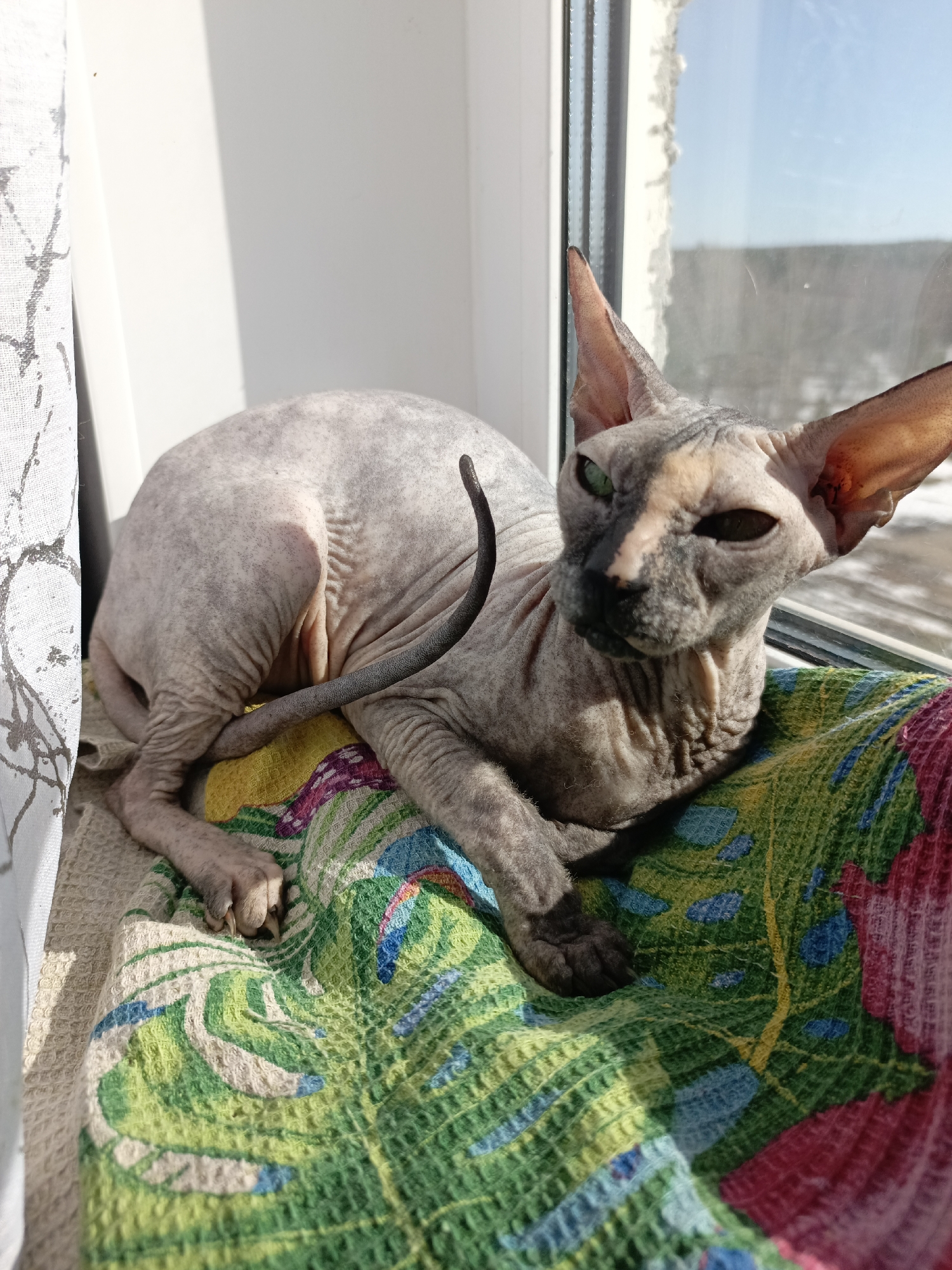 A Sphynx cat lies on a colorful blanket near a window in Марковский, Russia. The cat is gray with large ears and green eyes. It is lying on a blanket with green, yellow, and blue patterns. The window is behind the cat, and the outside view appears to be snow-covered.