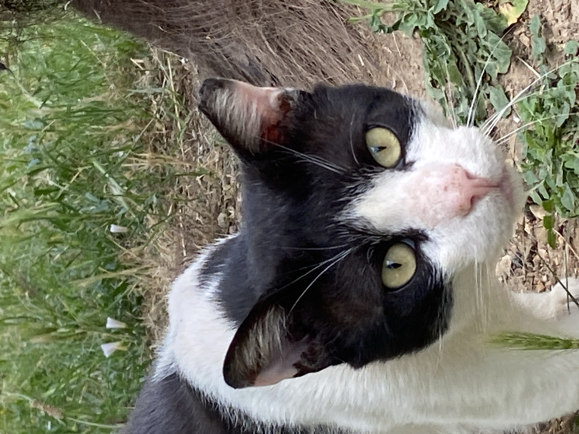 A close-up, rotated image shows a black and white cat looking directly upwards at the camera. The cat is positioned outside on a ground covered with mixed vegetation including grass, dried leaves, and sparse green foliage. The cat's nose is pink, and its eyes are a greenish-yellow. Given the presence of Mediterranean vegetation and dried leaves, this photo could plausibly have been taken in Budva, Montenegro. No people are visible.
