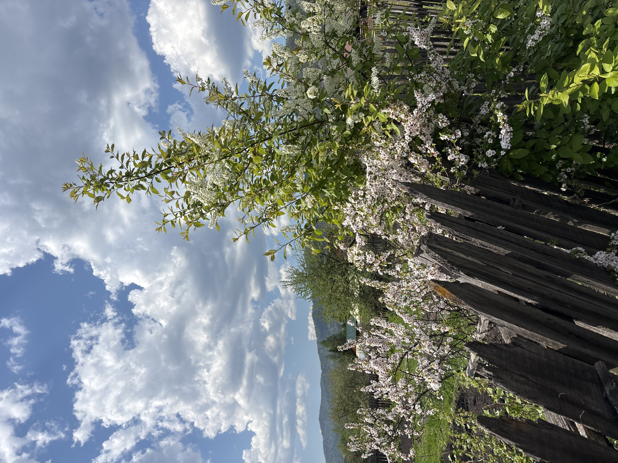 The image depicts a view in Овсянка, Russia, featuring a weathered wooden fence partially obscured by flowering trees. The trees are in full bloom with white blossoms and lush green leaves. Behind the fence, a landscape unfolds with trees and distant hills. The sky is blue with scattered white clouds.