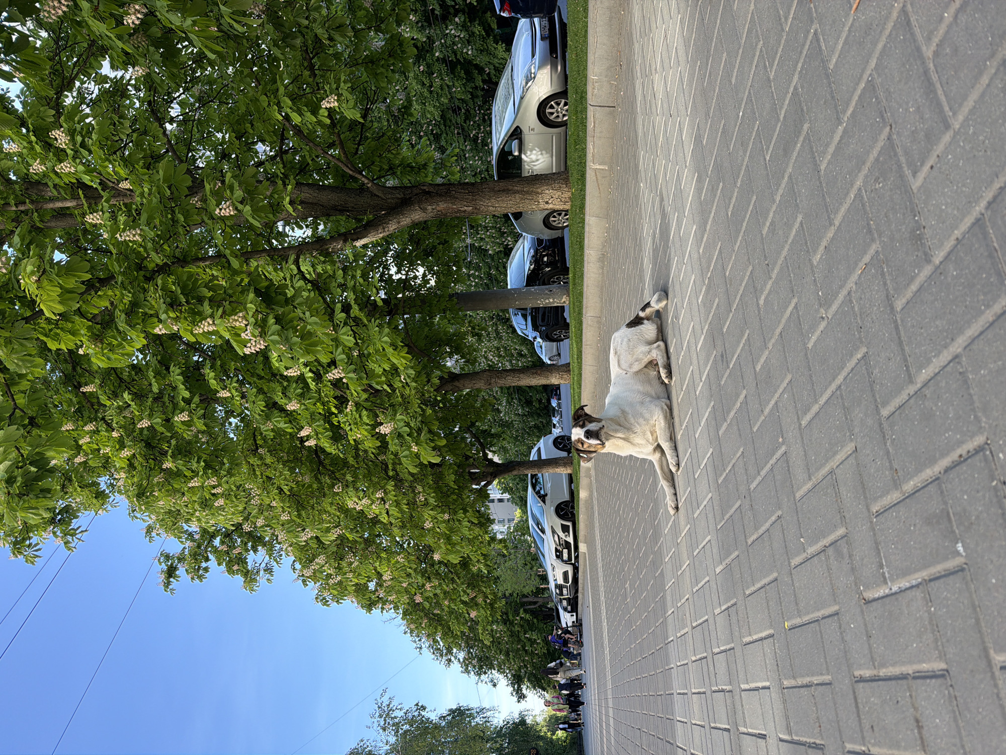 A dog rests on a gray brick sidewalk next to parked cars in Chișinău, Moldova. A row of flowering trees lines the street between the sidewalk and cars. The sky is visible behind the trees. A group of people is walking in the distance.