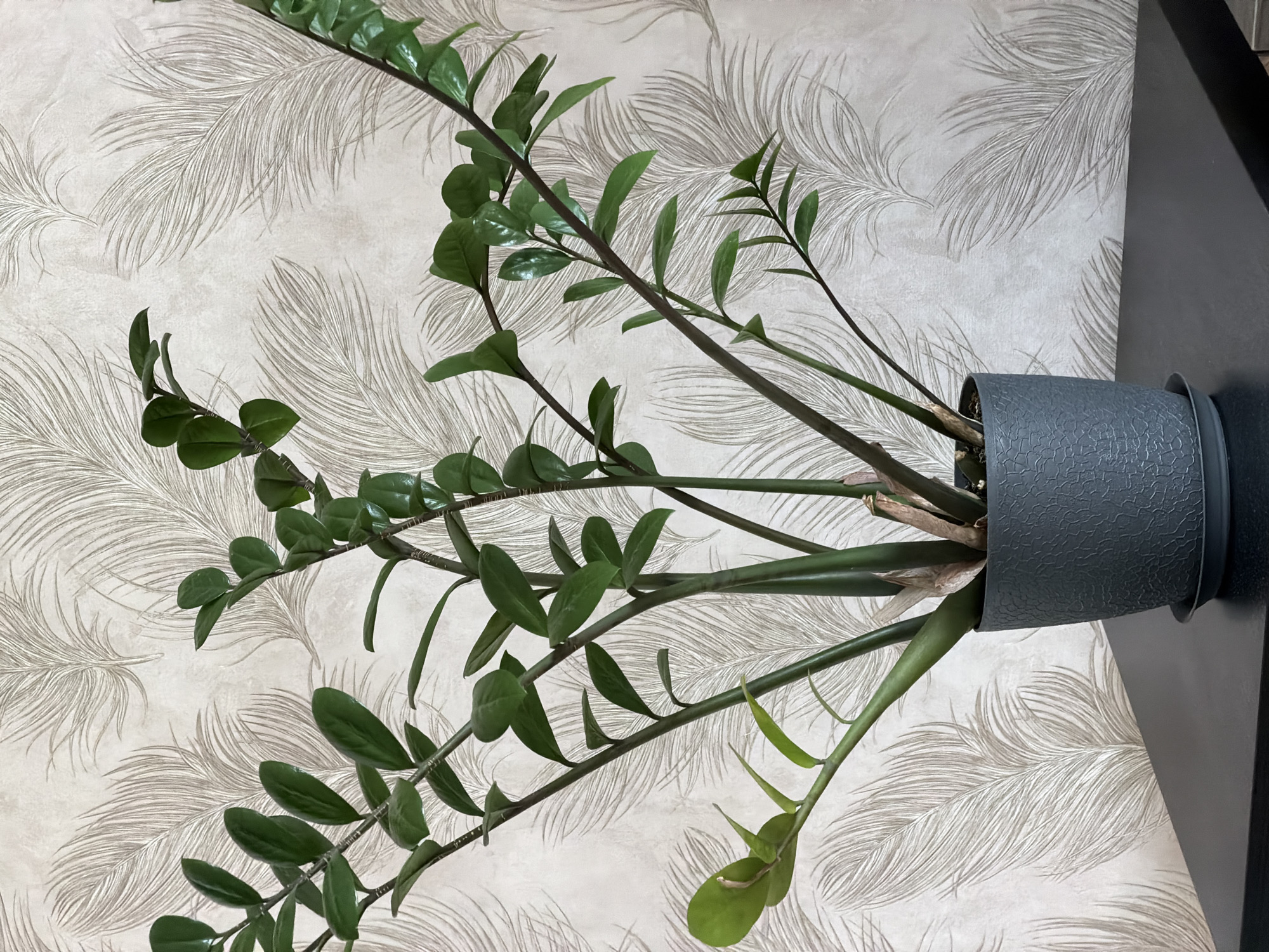 A potted Zamioculcas zamiifolia plant, commonly known as a ZZ plant, is shown in a close-up, top-down view against a backdrop of textured wallpaper featuring a delicate feather pattern. The plant has thick, dark green stems and glossy, oval-shaped leaves. The stems emerge from a dark gray, textured pot with a slightly raised pattern. The pot is placed on a dark surface, possibly a shelf or table, which is partially visible on the right side of the frame. The wallpaper is a light beige or cream color with a subtle sheen, and the feather motifs are rendered in a slightly darker, silvery-gray tone. The lighting suggests an indoor setting, likely during the day. No people are visible in the image. The overall impression is one of a well-maintained houseplant displayed in a neutral, contemporary interior. The image has a vertical orientation.