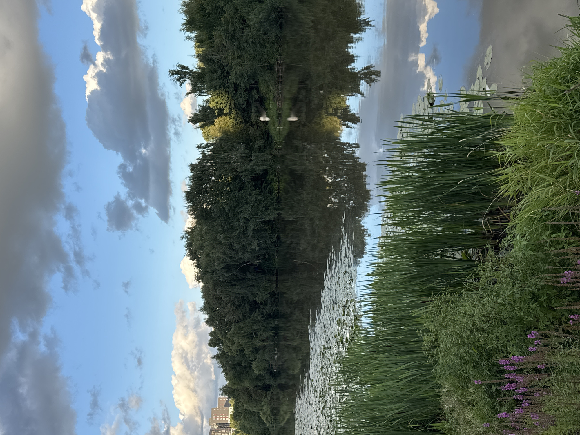 The image depicts a serene natural landscape, likely a park or reservoir within the city of Kommunarka, Russia. In the foreground, lush green reeds and other vegetation, including a patch of purple wildflowers, line the edge of a calm body of water. The water's surface reflects the surrounding environment, creating a mirror image of the dense green forest that forms the backdrop. A line of lily pads is visible on the water, leading into the distance.
Across the water, a thick, verdant forest stretches horizontally, its branches forming a natural barrier. Beyond the trees, on the left side of the frame, a tall, modern residential building stands out against the sky, indicating the proximity of urban development to this natural setting. The sky above is a mix of blue sky and dramatic, billowy clouds, some dark and heavy, others lighter and more dispersed, suggesting a dynamic weather pattern. The overall impression is one of tranquility and the juxtaposition of nature and urban life. There are no people or animals visible in the image.