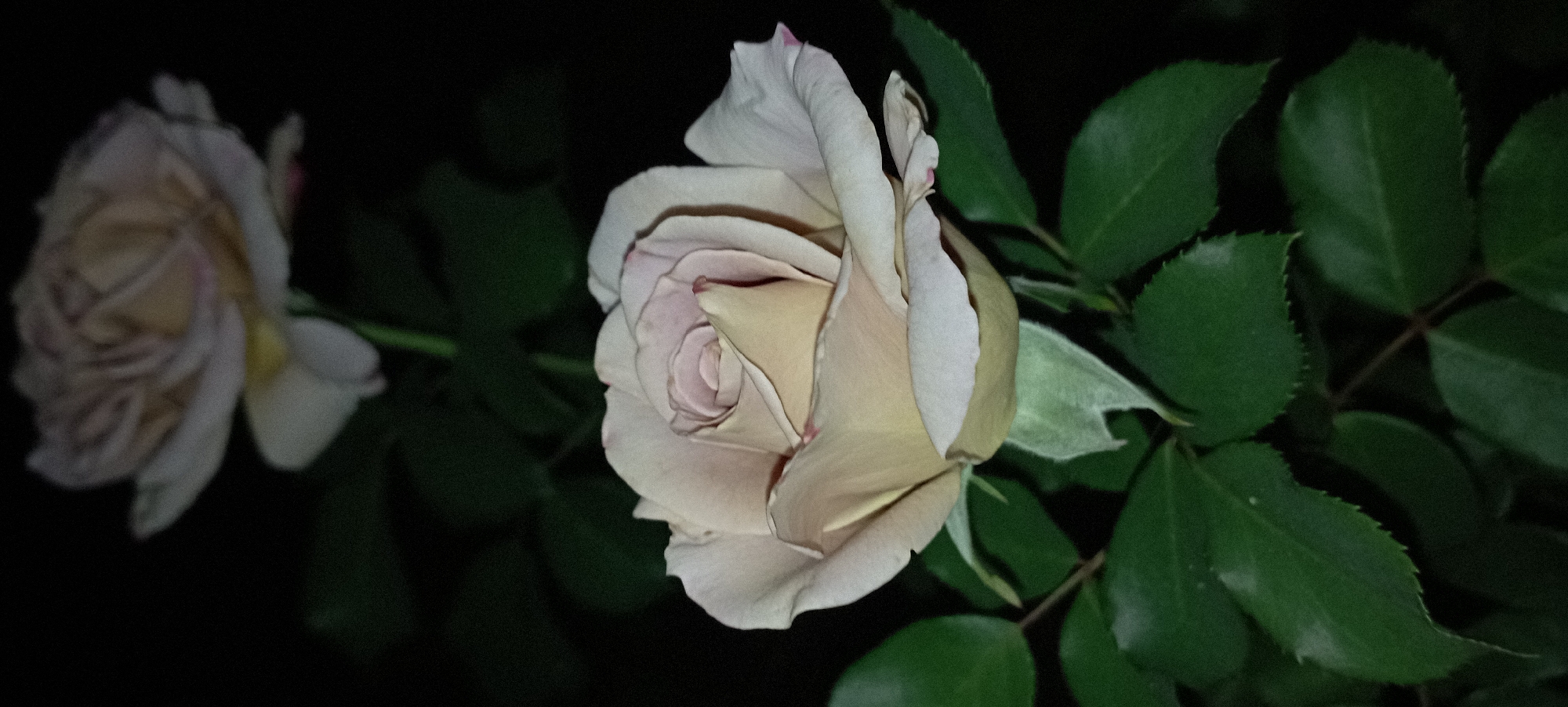 A close-up, vertical shot shows a light-colored rose in full bloom, set against a dark, out-of-focus background. The rose is positioned in the lower half of the frame, with its petals unfurling in a spiral pattern. The petals are a creamy white with subtle hints of pink around the edges. The rose is supported by a green stem and surrounded by dark green leaves. Above and behind the main rose, a second, less distinct rose is visible, also in bloom. The lighting suggests it is nighttime or a very dimly lit environment. The scene is devoid of any human presence or discernible urban setting.