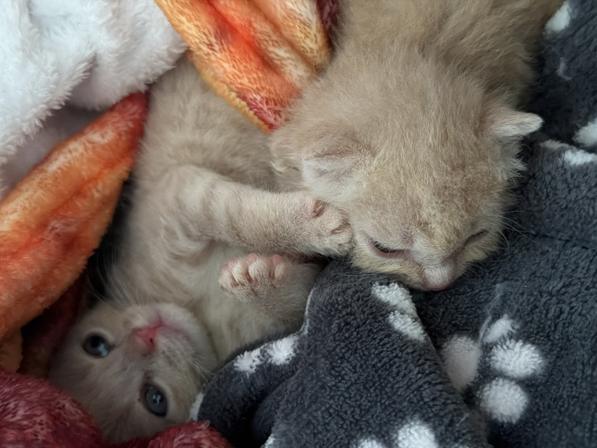 Two light-colored kittens are nestled amongst blankets. One kitten is looking towards the camera with its eyes open, while the other is sleeping with its head tucked down. The blankets are various colors, including red, orange, white, and gray with white paw prints. The image is a close-up shot, focusing on the kittens and their immediate surroundings. The scene is indoors, likely a domestic setting. There is no indication of the location in Moscow, Russia.