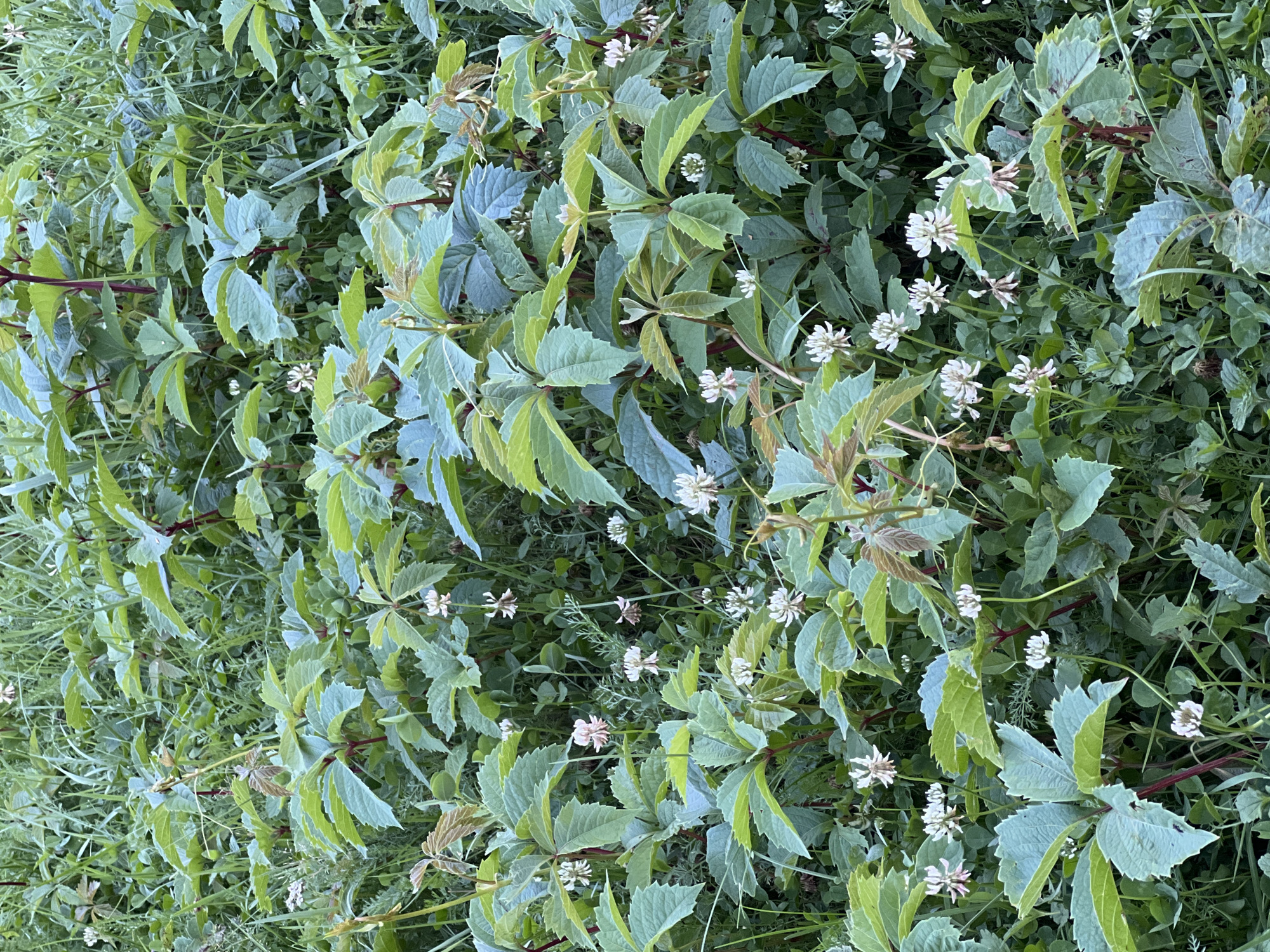 A dense, low-angle shot captures a patch of wild vegetation, predominantly consisting of Virginia creeper vines with distinctive palmate leaves, interspersed with white clover flowers and tall grasses. The Virginia creeper exhibits vibrant green leaves, some with hints of reddish-brown, growing on thick, reddish stems. The clover flowers, small and delicate, are scattered throughout the scene, adding white accents to the lush greenery. The overall environment suggests a natural, untamed area, possibly a meadow or the edge of a forest. The scene is devoid of any human presence or activity, focusing solely on the botanical elements of the setting. The image composition is tightly packed with foliage, with no discernible horizon or background structures. The lighting suggests overcast conditions or diffused sunlight, contributing to the soft, natural tones of the greenery. The location is specified as Strakhovo (Sitnikovskii S/S), Russia.