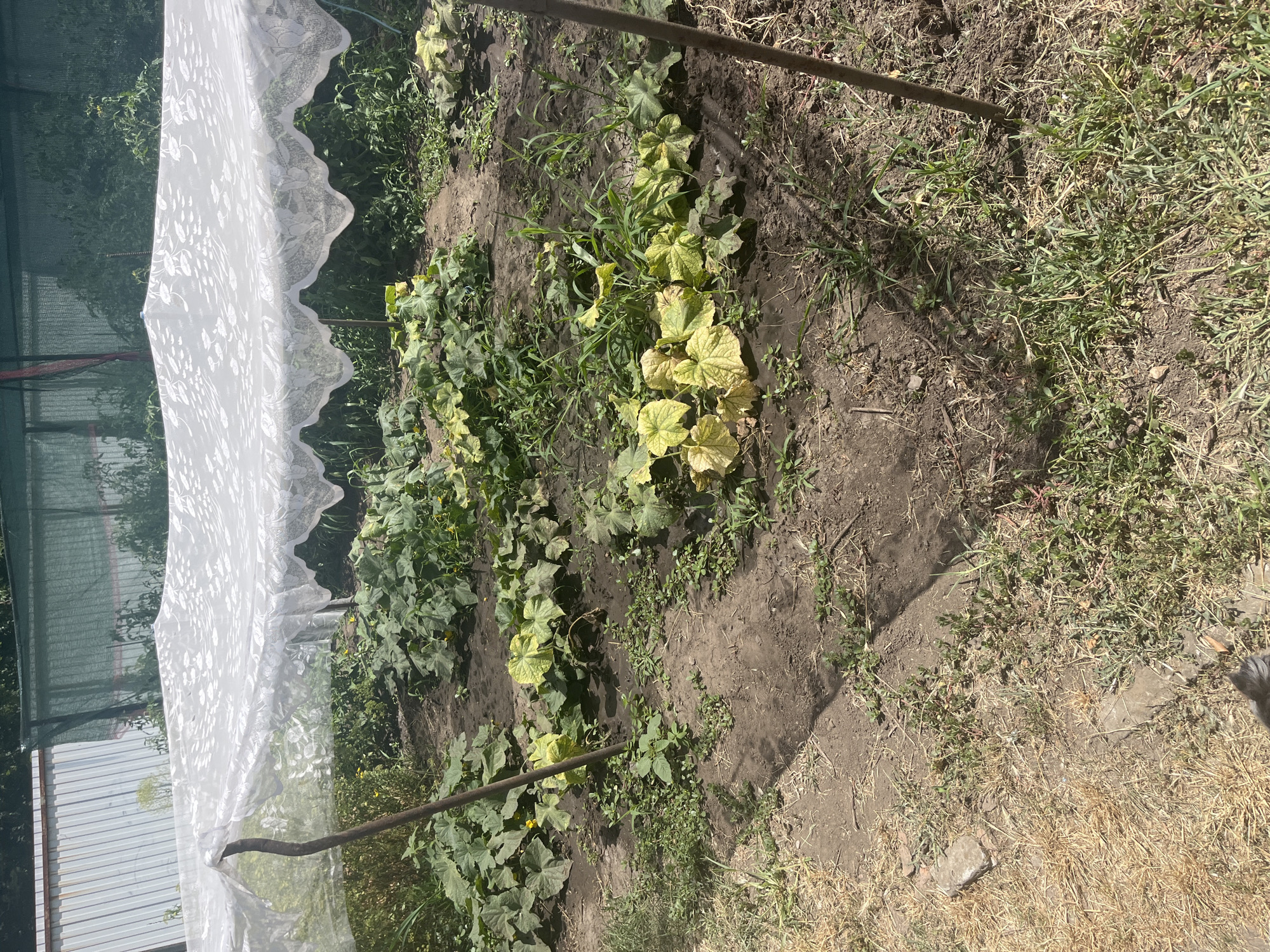 The image depicts a vegetable garden in Novocherkassk, Russia. The garden is covered by a white, patterned fabric draped over stakes, likely to protect the plants from pests or excessive sun. Several rows of cucumber plants are visible, some with yellowing leaves, suggesting potential stress or disease. The soil is dark and appears somewhat dry. The background shows a fence and lush green foliage. The scene is illuminated by bright sunlight, casting shadows across the garden. There are no people or animals visible in the image.
